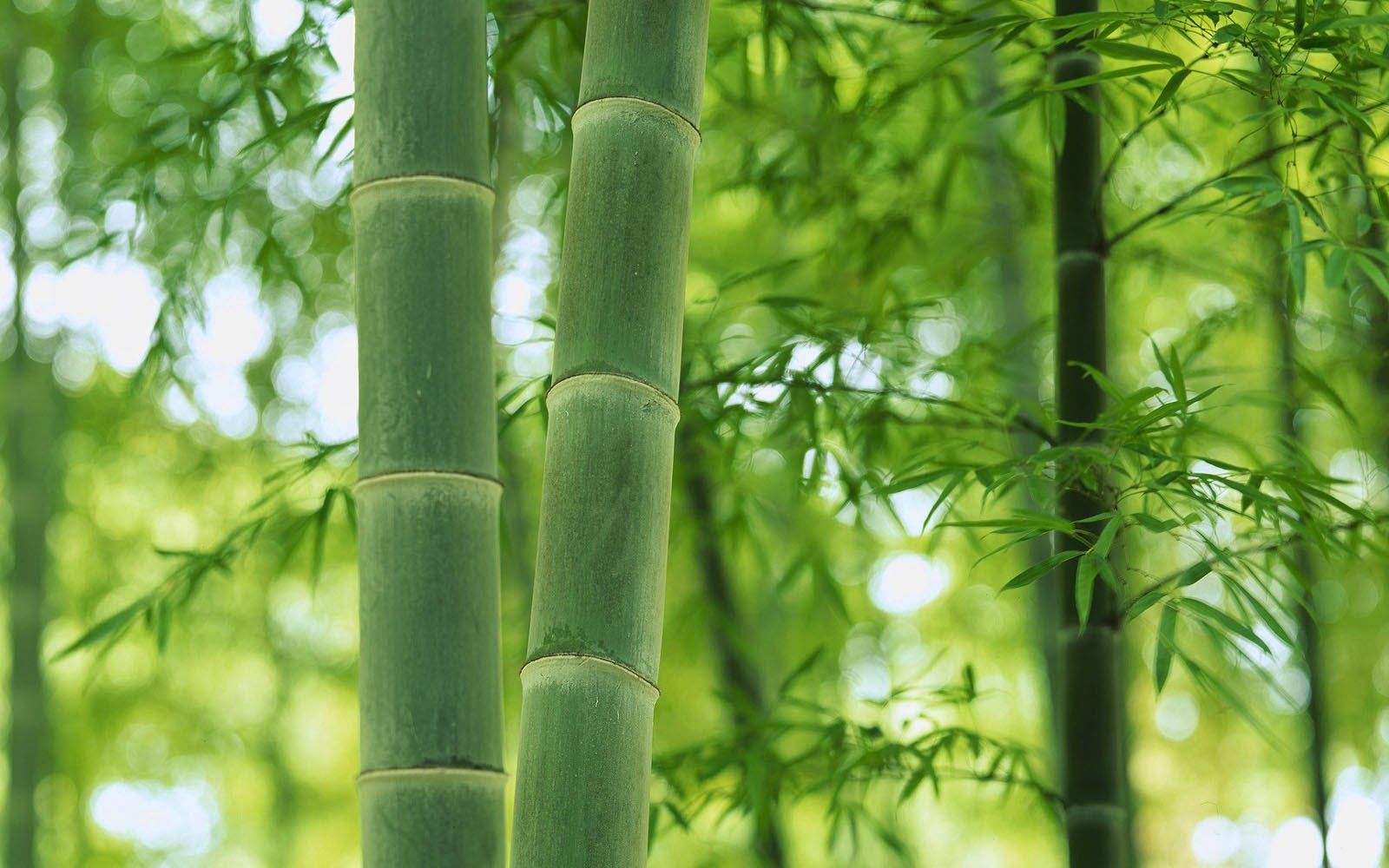 bamboo plants images