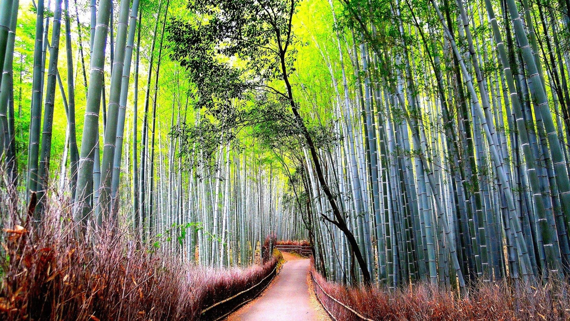 bamboo stock photo
