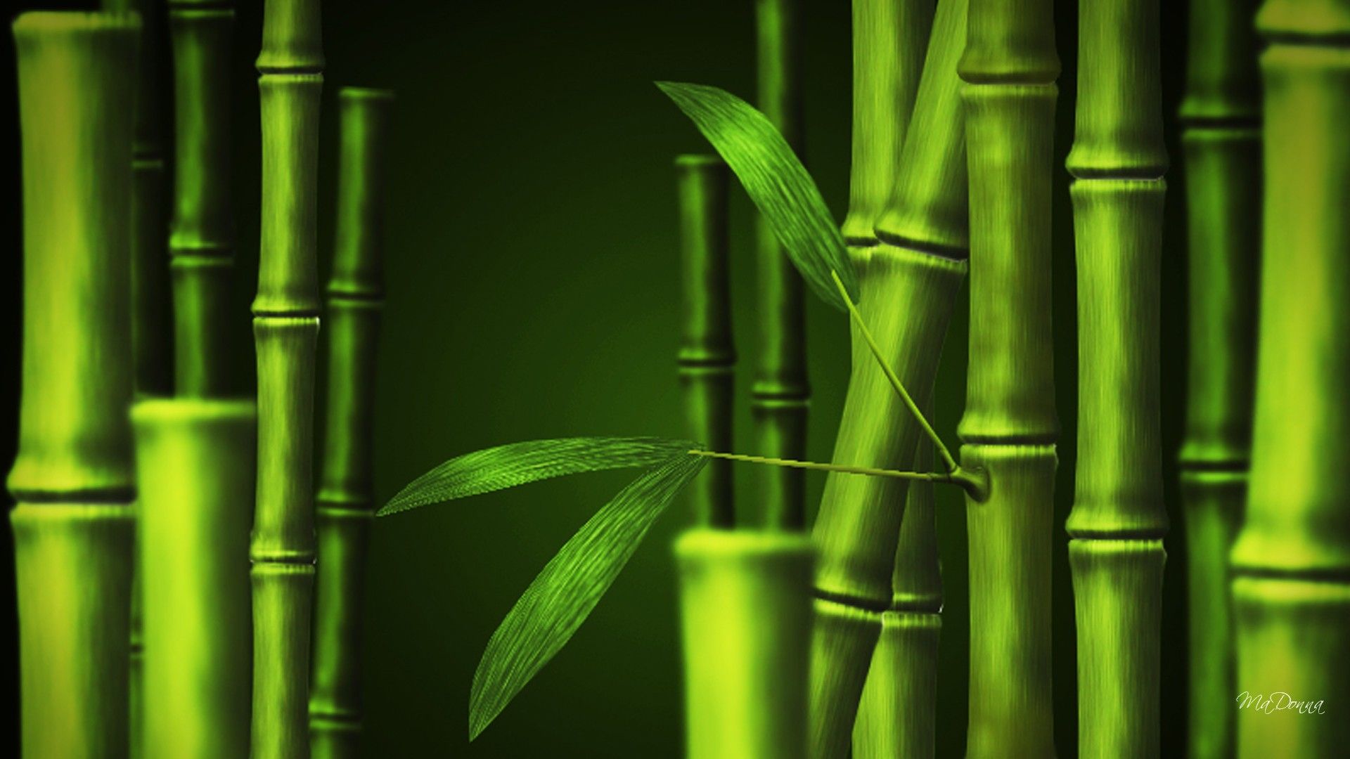 bamboo stock wallpapers