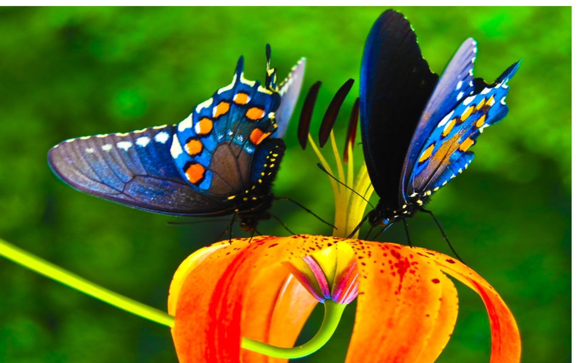 nature butterfly wallpaper