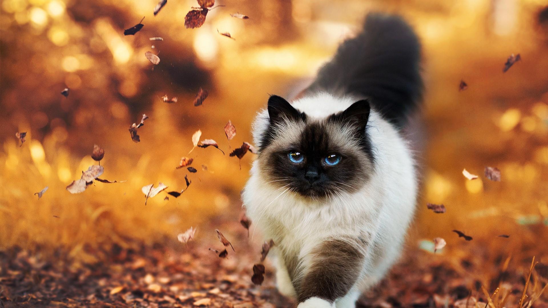 wallpapers of cat