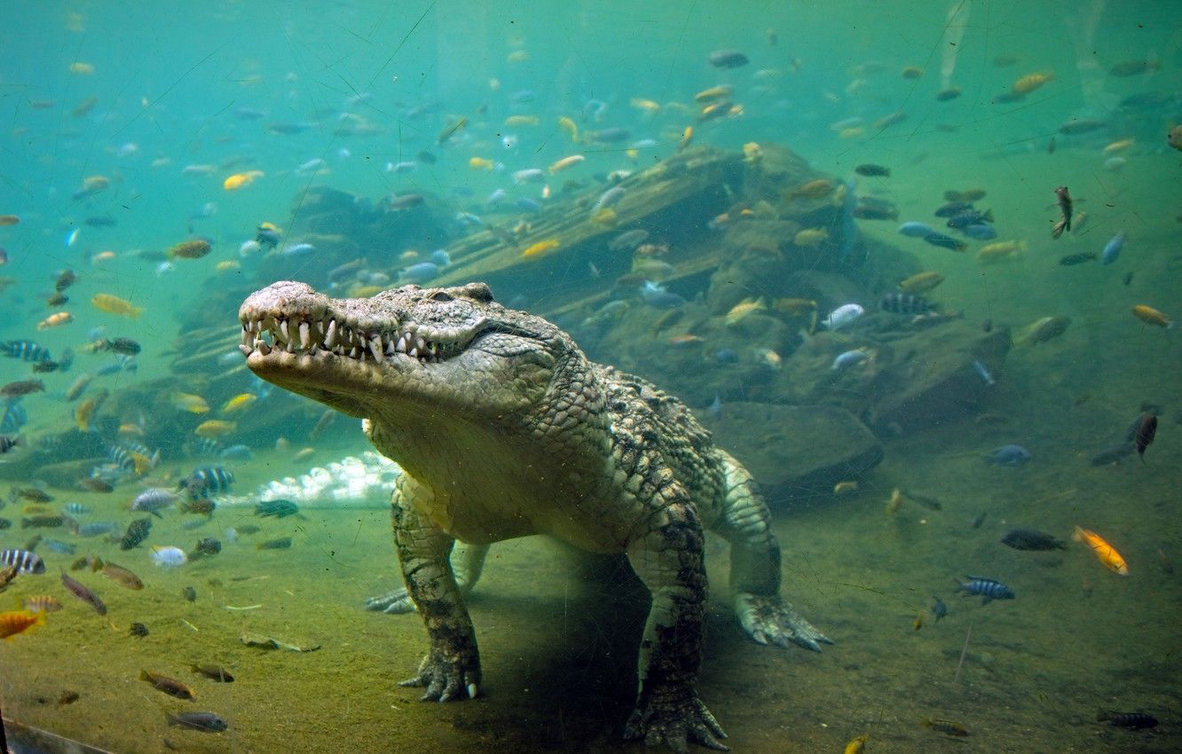 pictures of crocodile