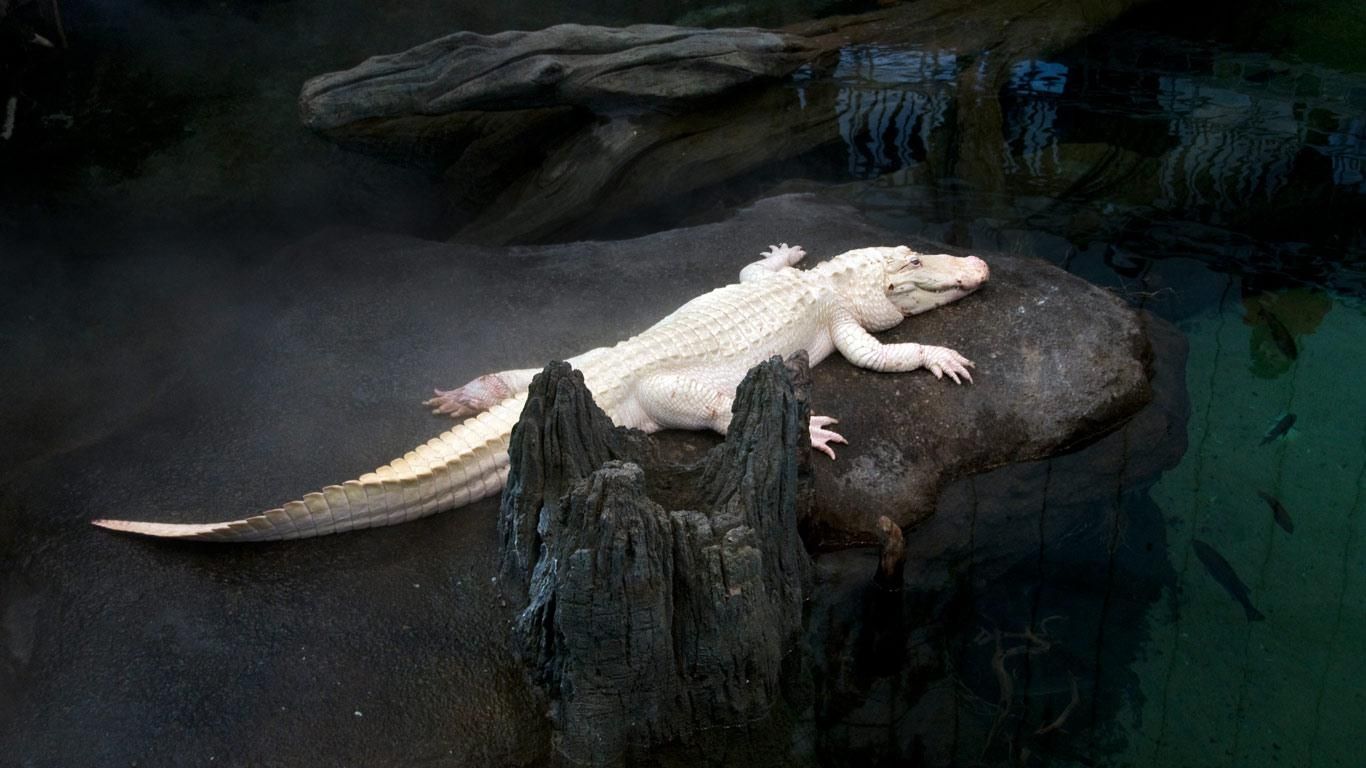 crocodiles images hd