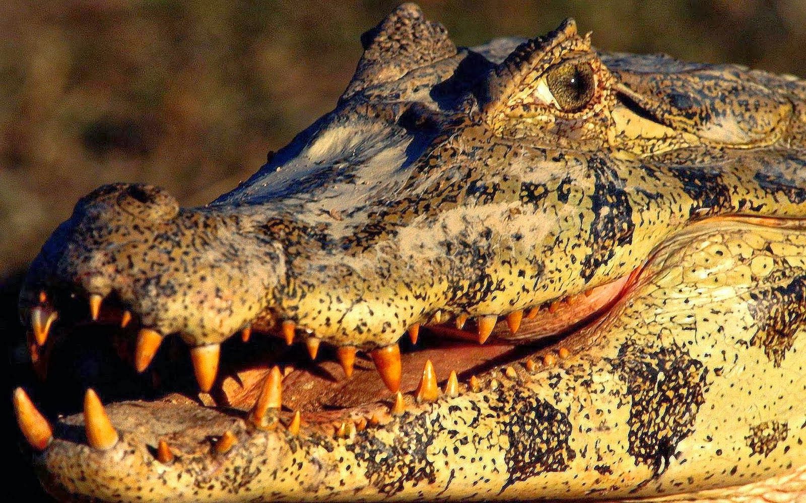 images of alligators and crocodiles