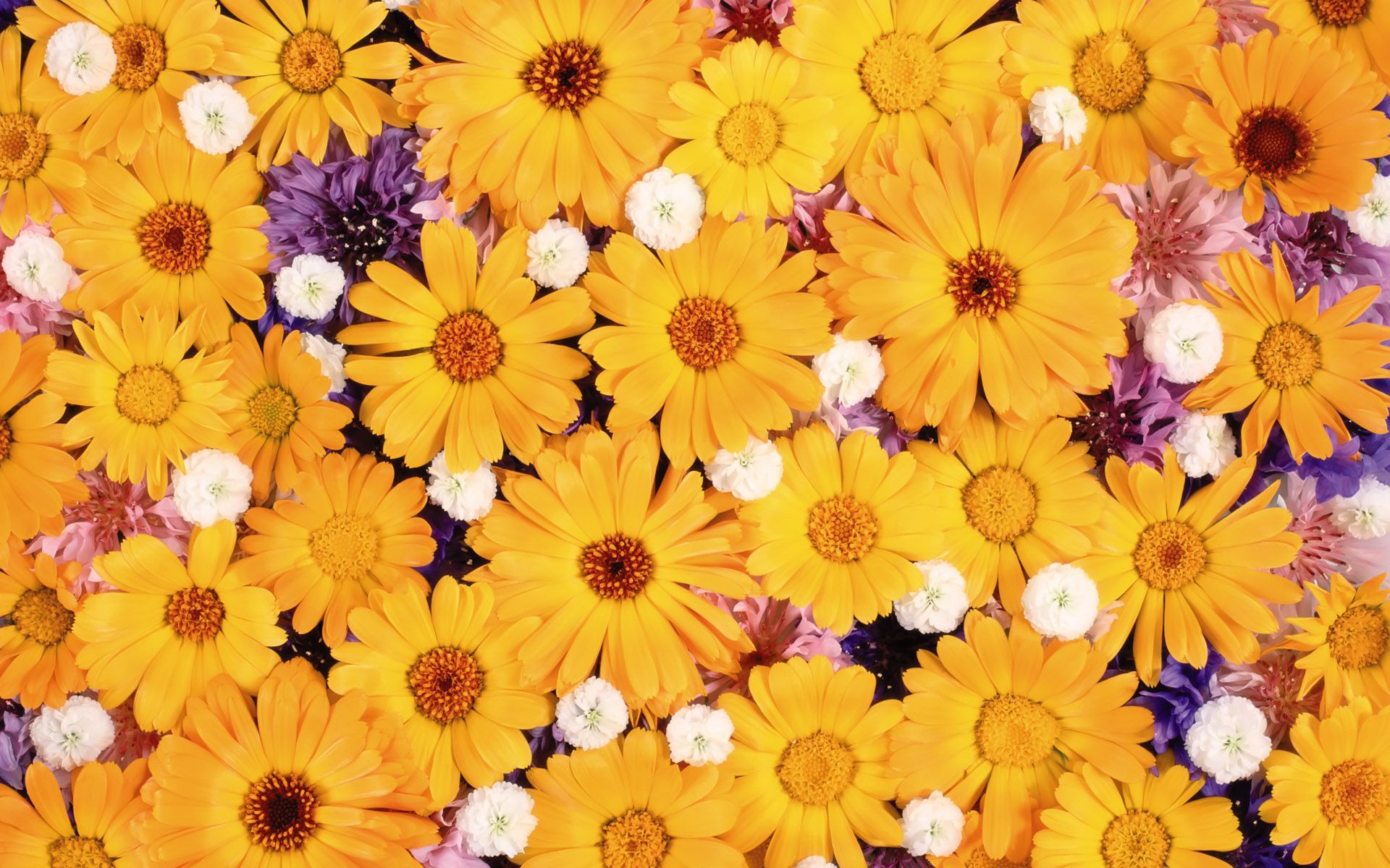 daisy desktop background