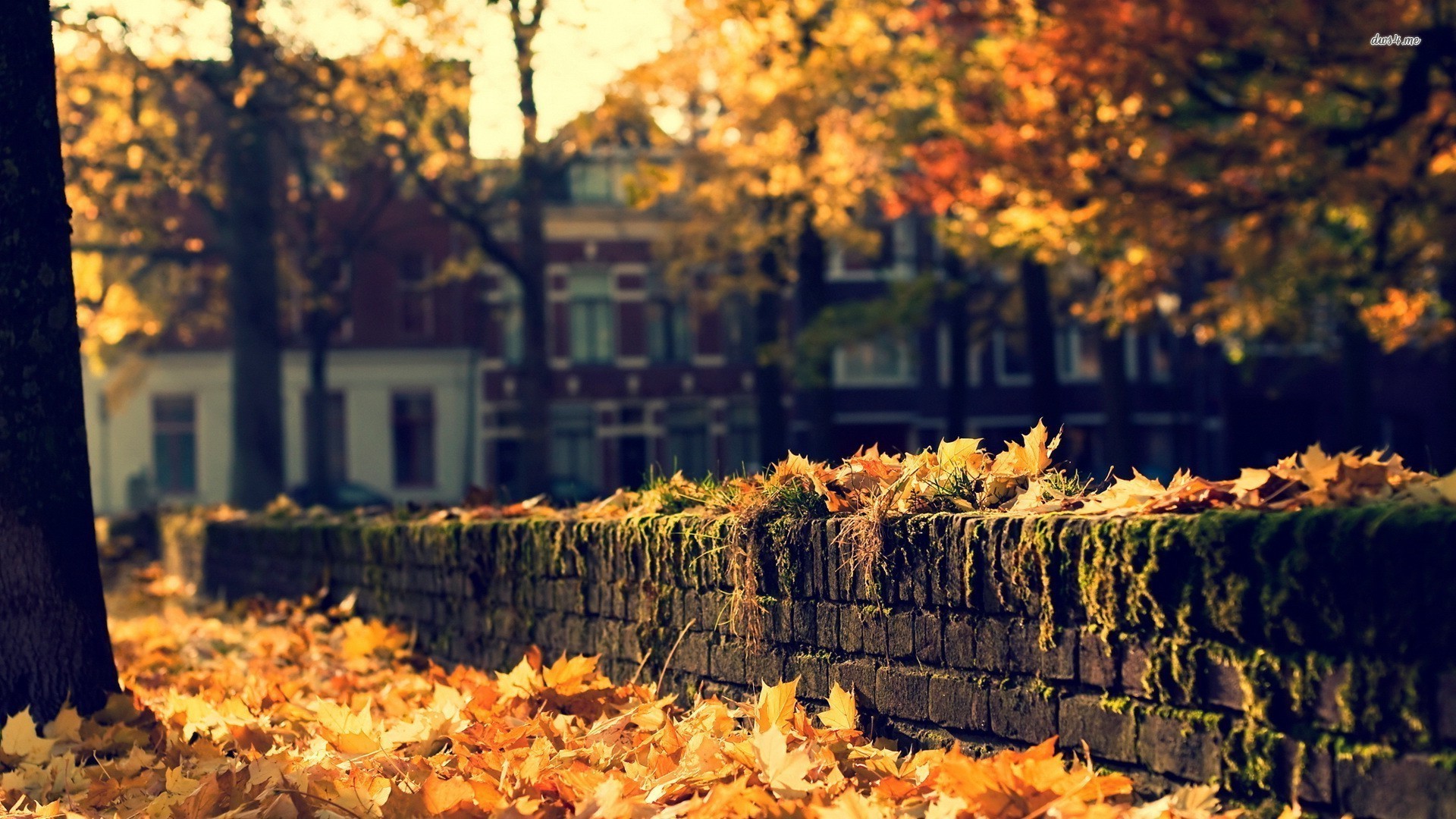 autumn background wallpaper