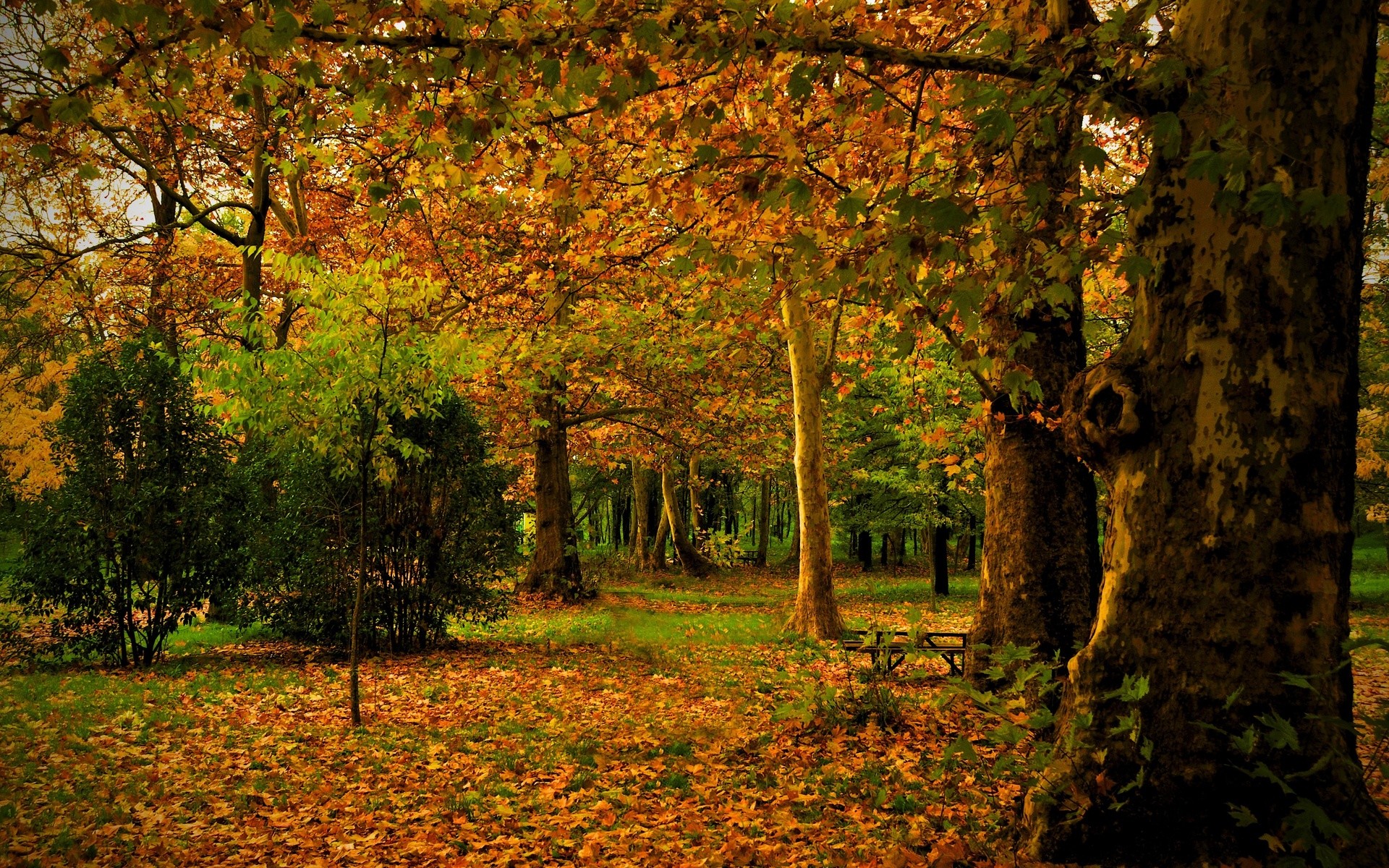 autumn background images
