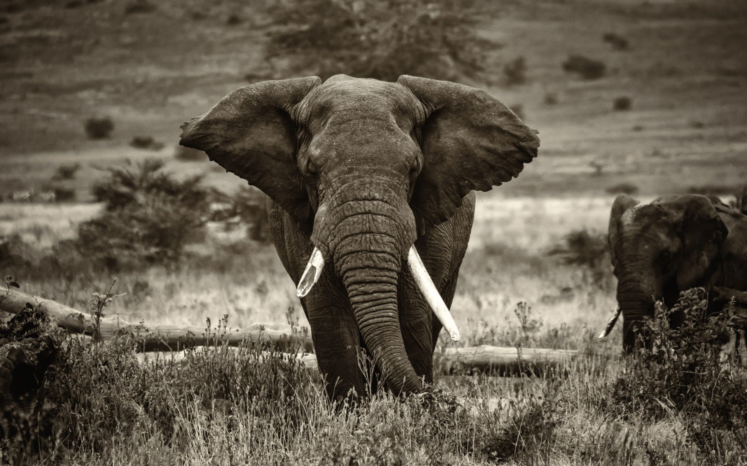 wallpaper elephant