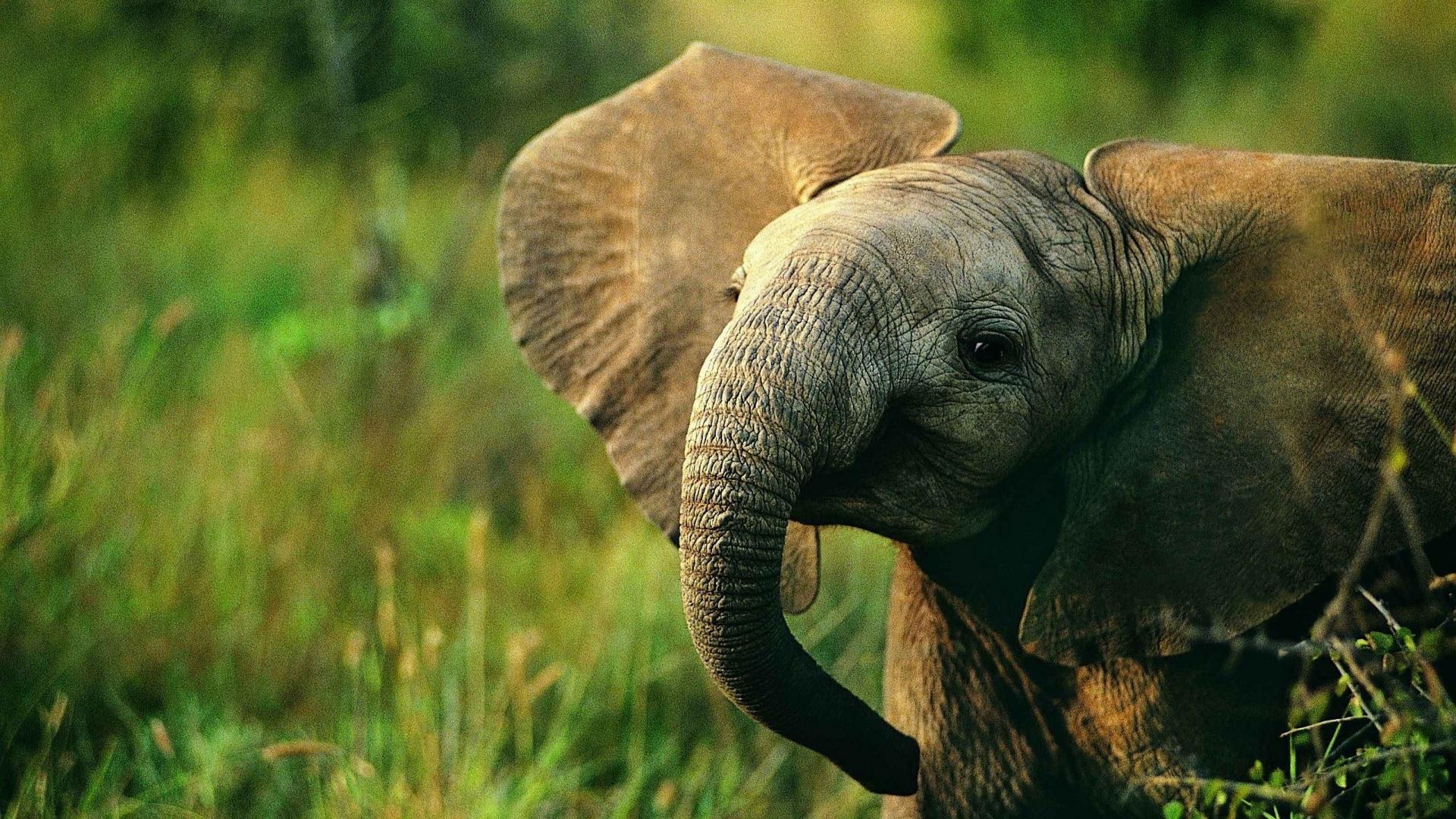 elephant download