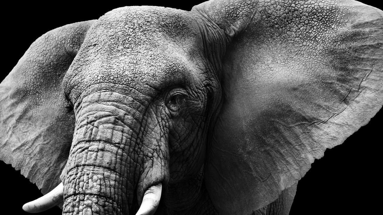elephant photos free