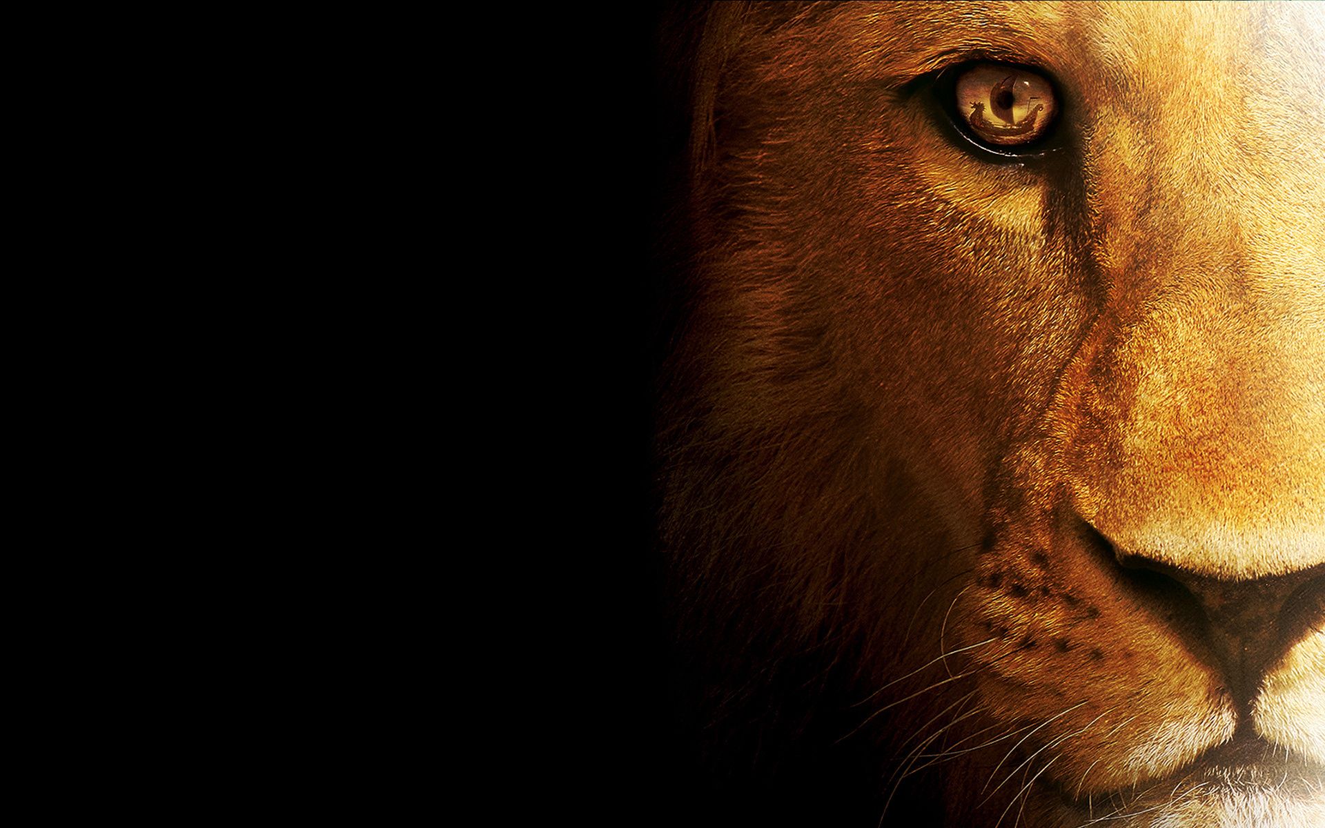 lion hd pictures
