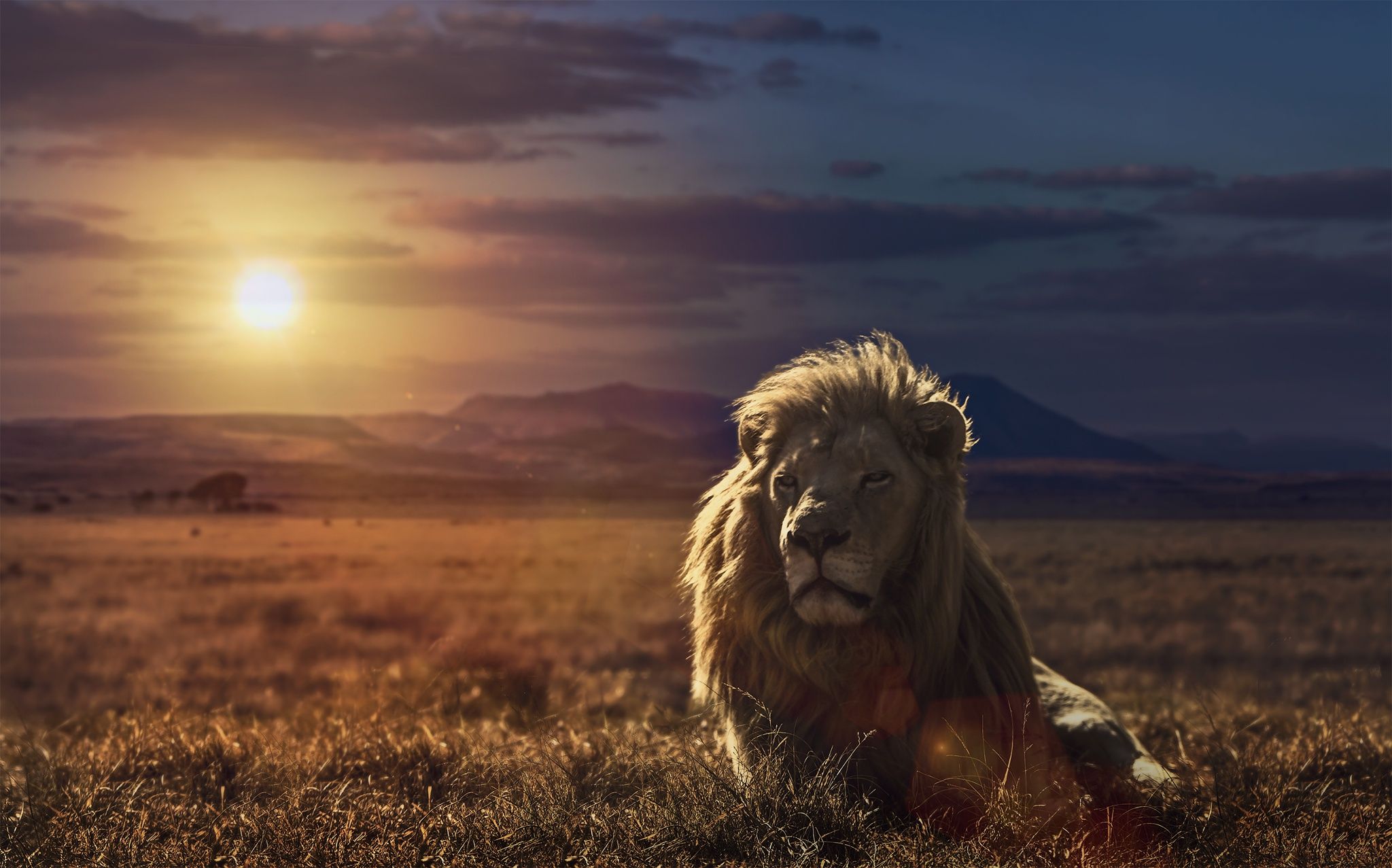 lion hd wallpaper for android