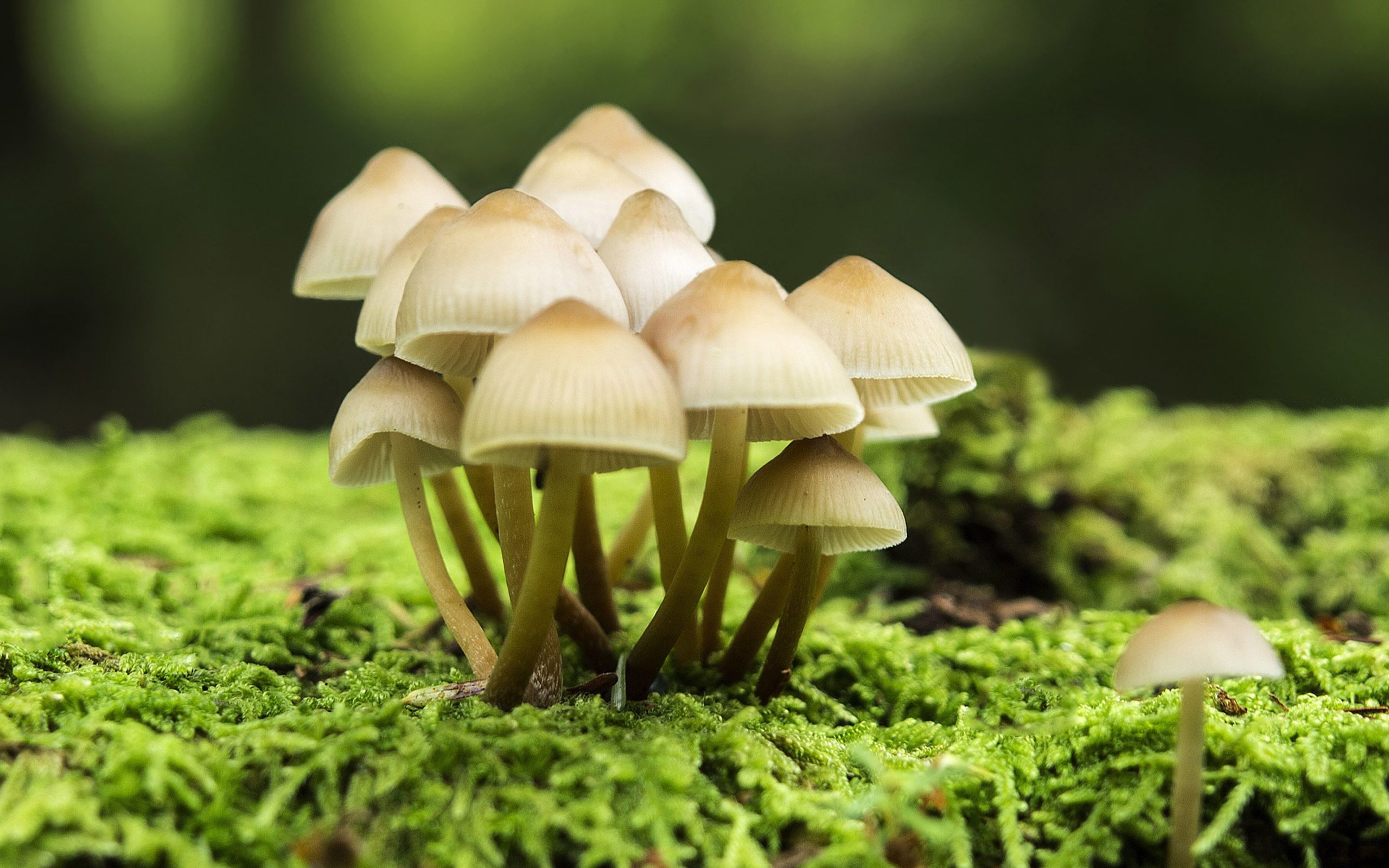 pics of mushroom