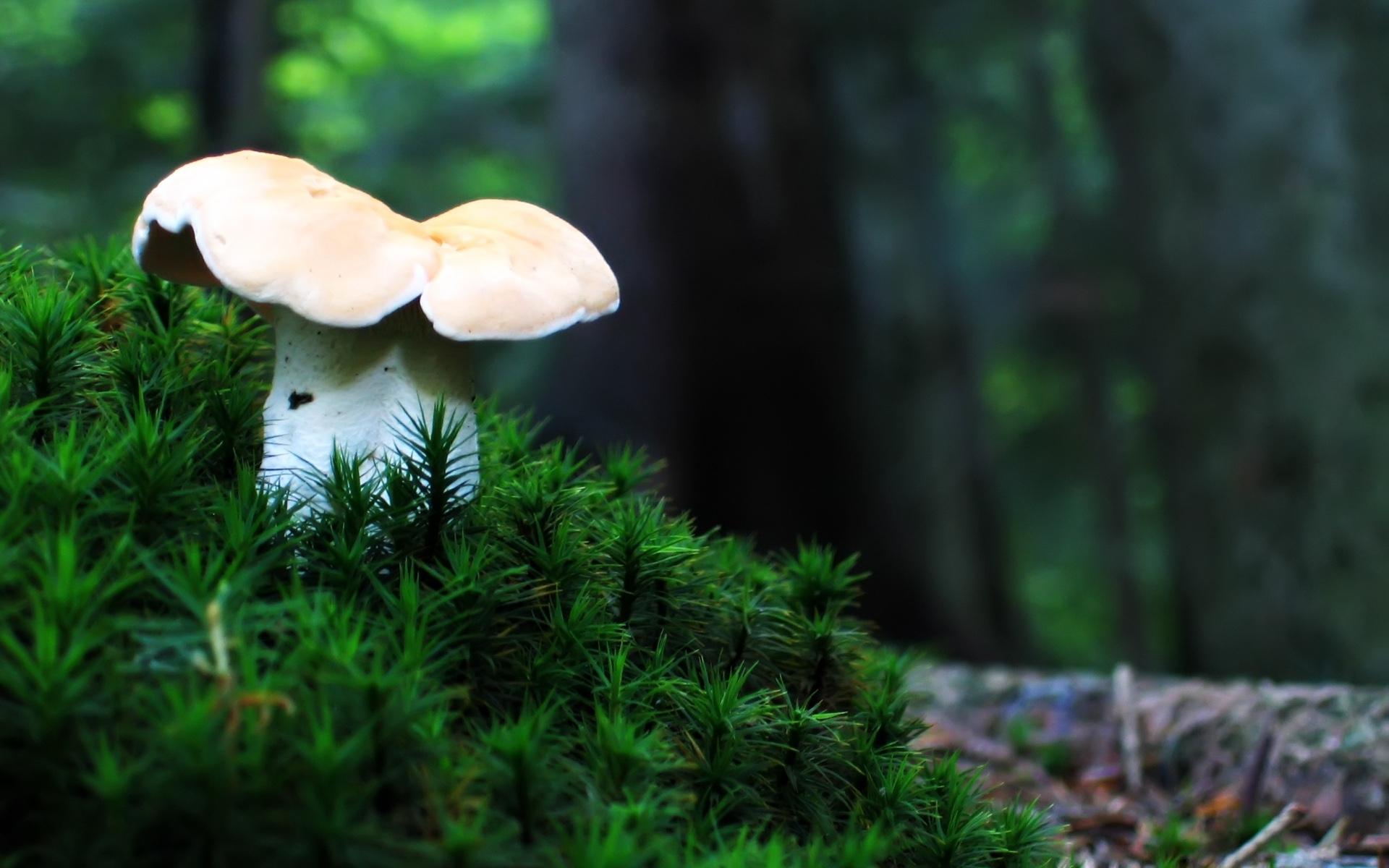 photos of mushroom