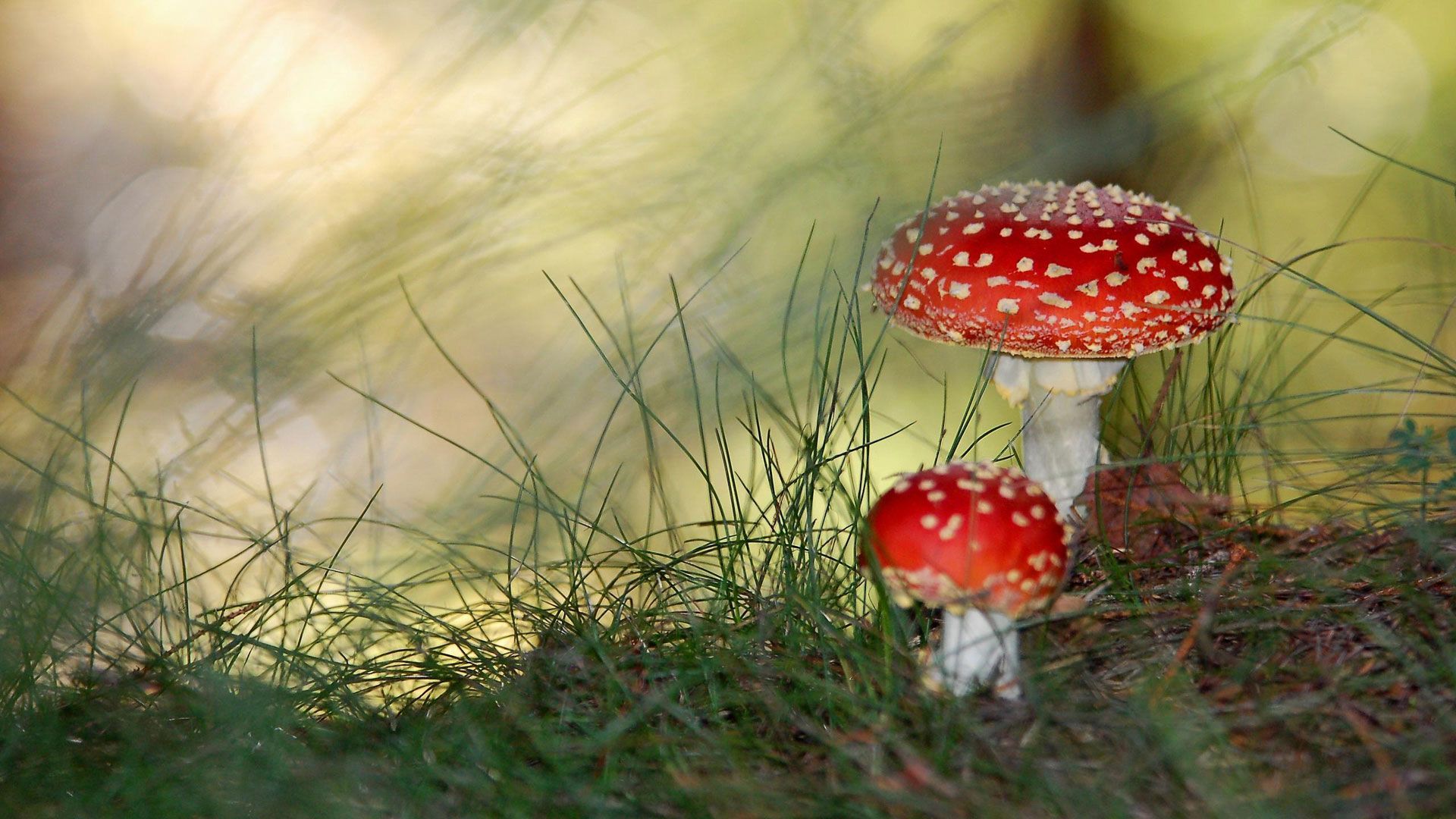 picture of mushroom