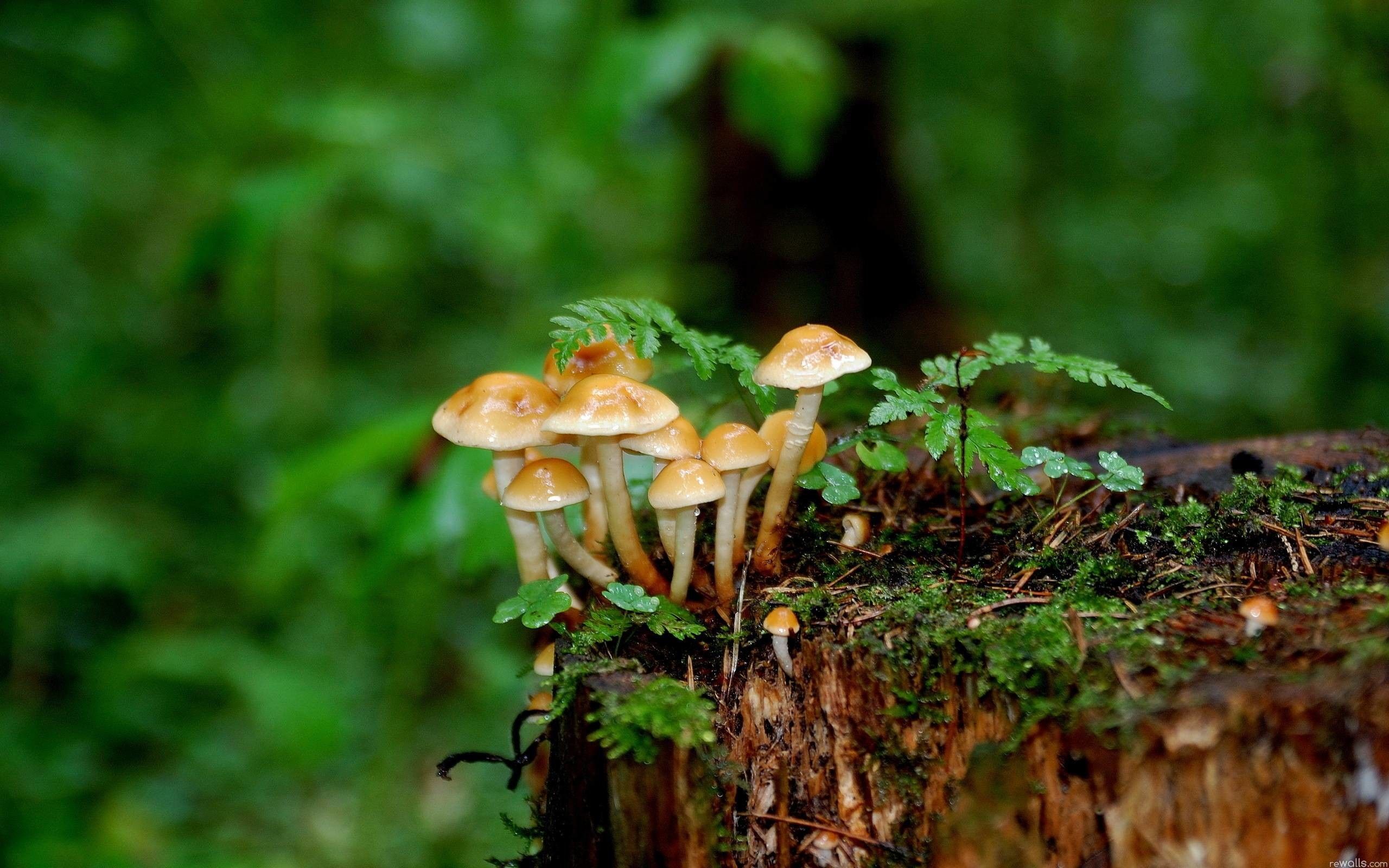 mushrooms images free