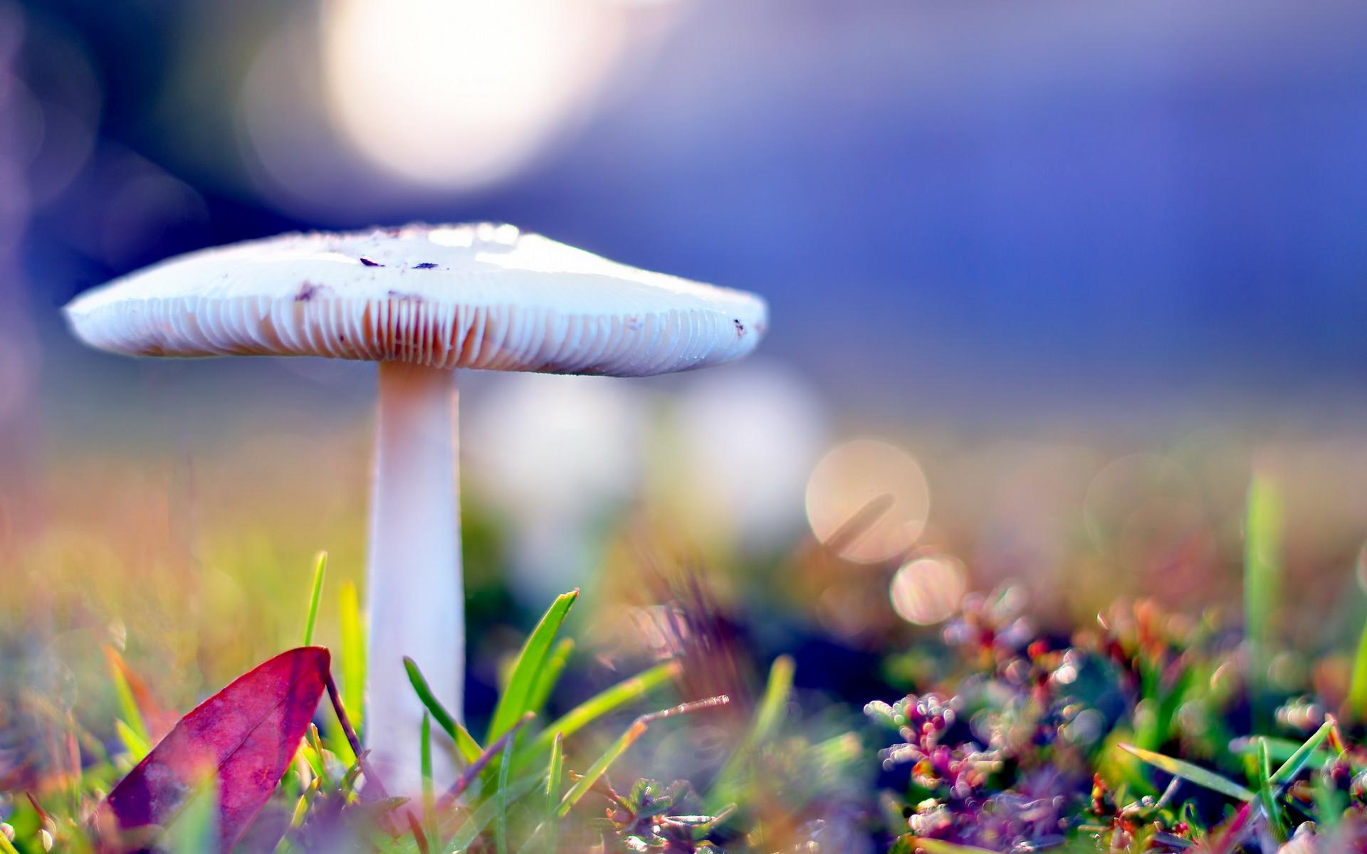 cool mushroom picture