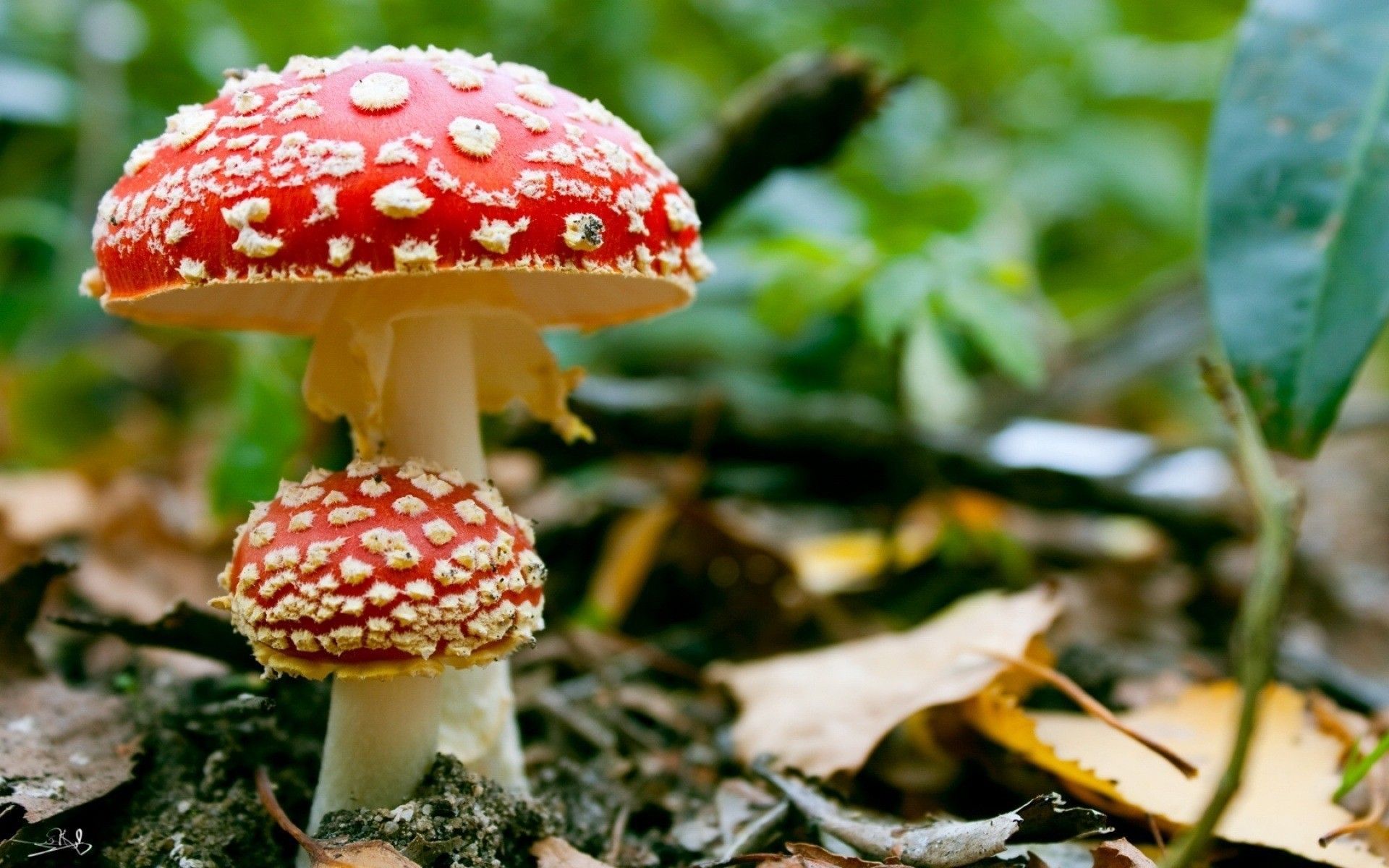 images mushrooms