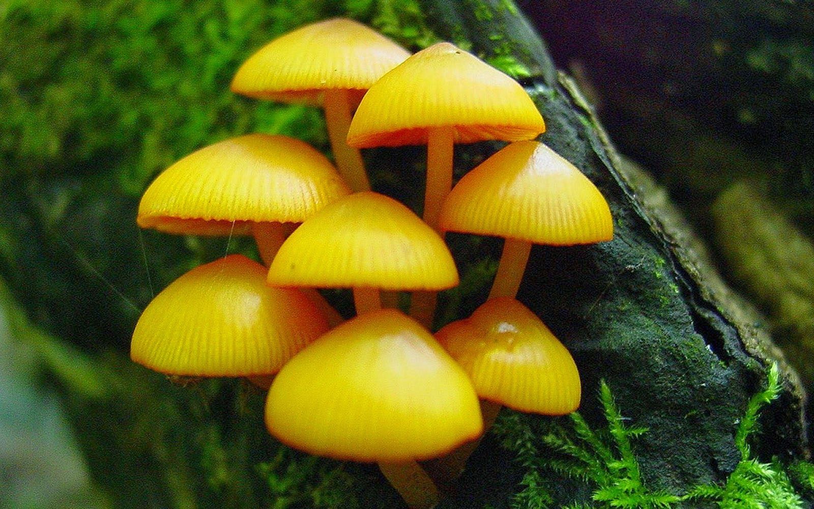 cartoon mushrooms pictures