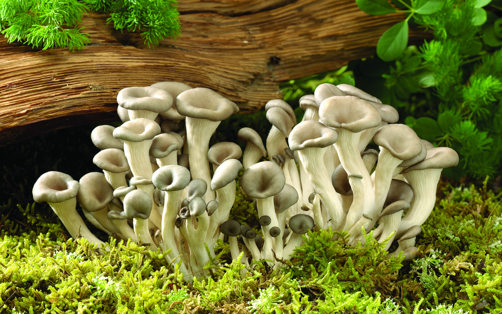 cartoon pictures of mushrooms