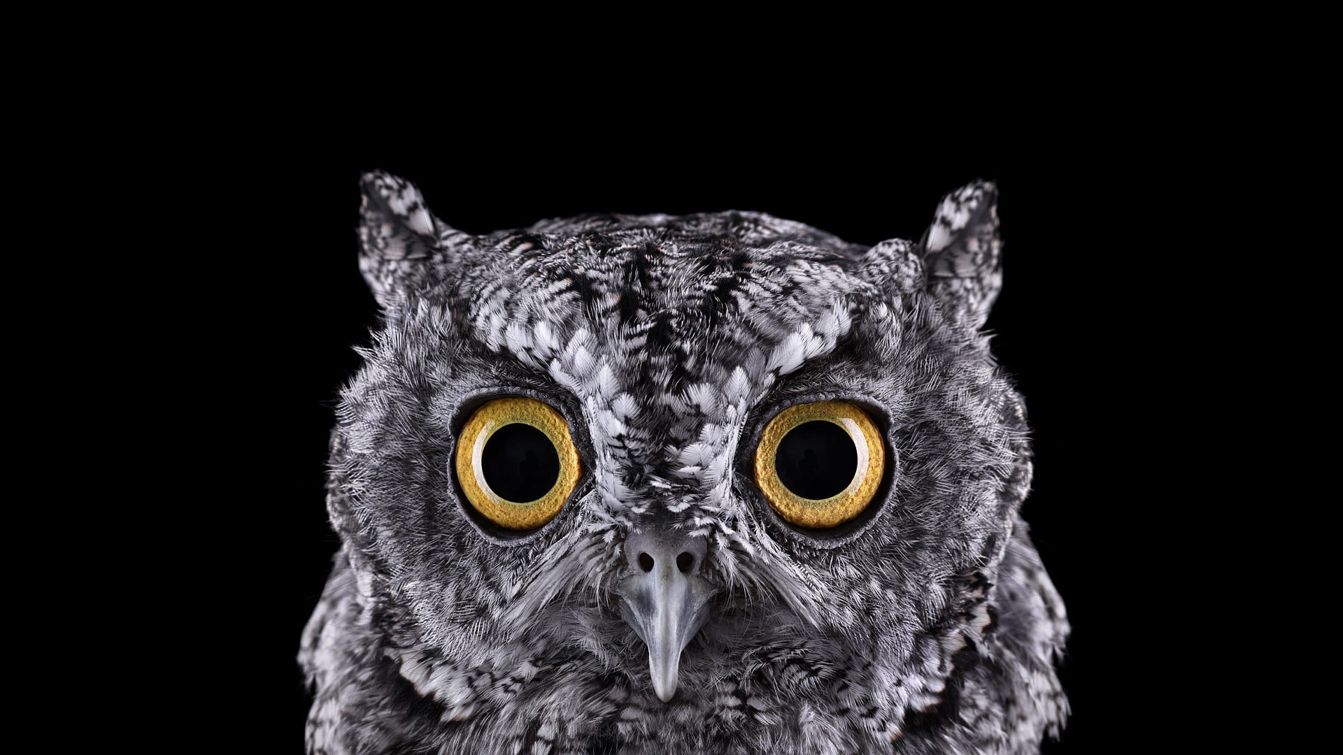 owls wallpaper