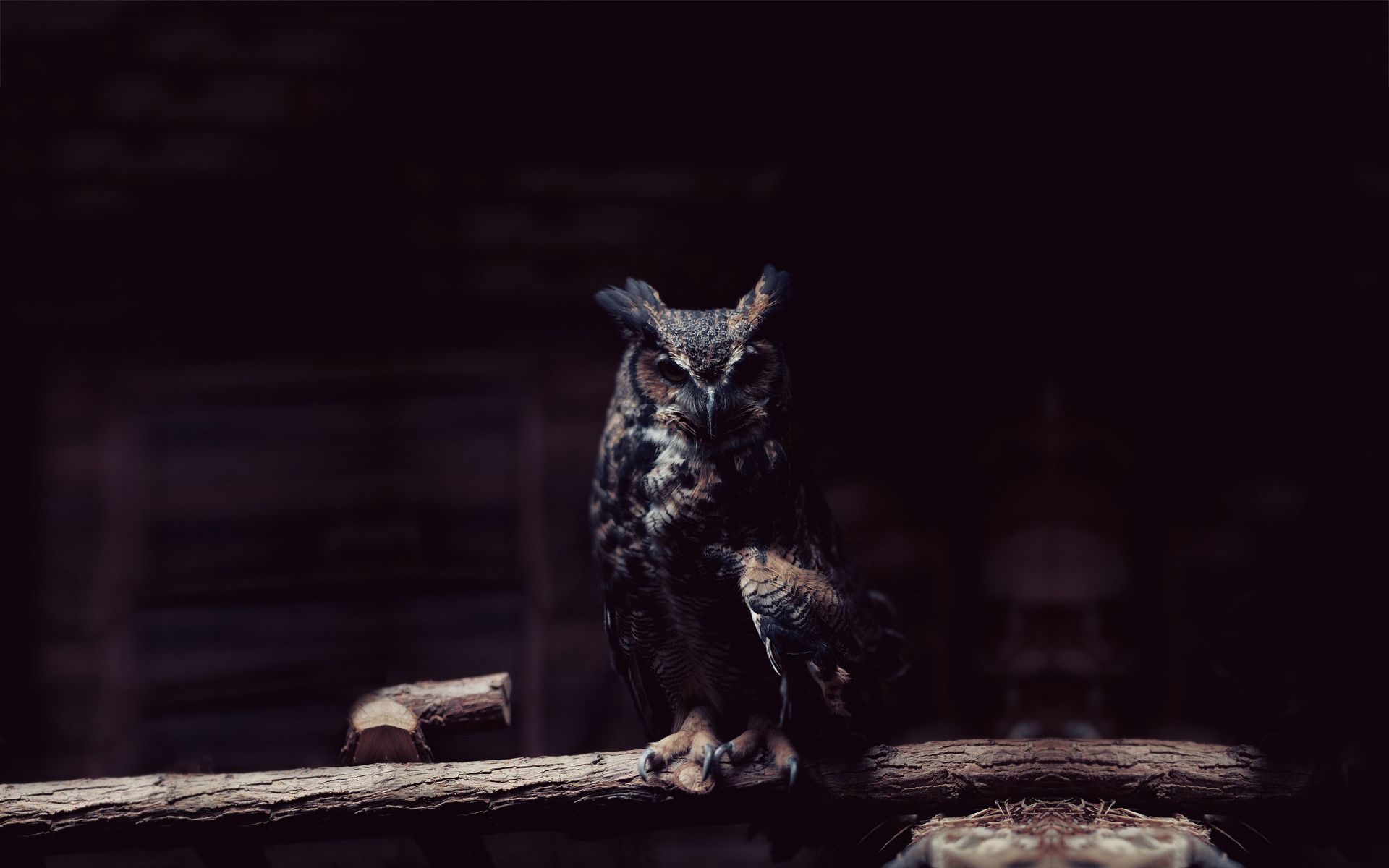 owl desktop background