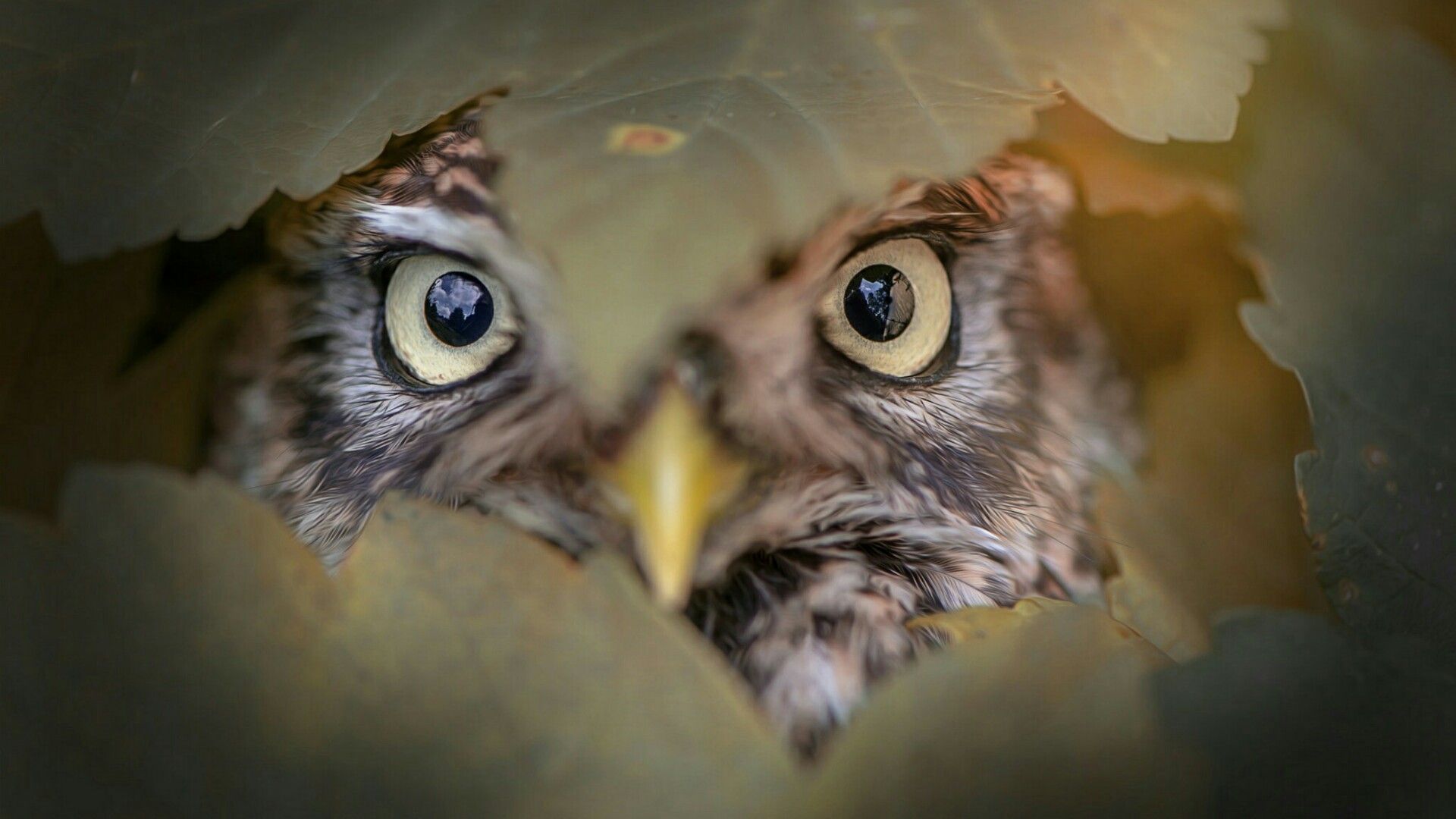cool owl backgrounds