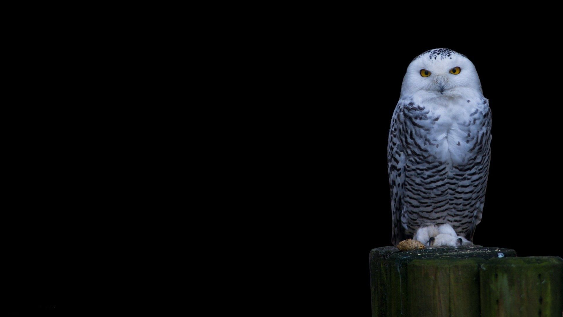 owl images download