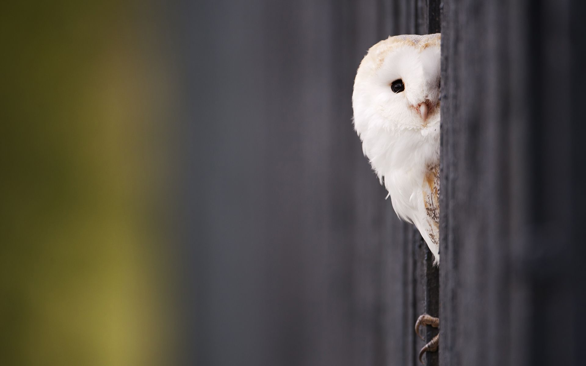 owl background images