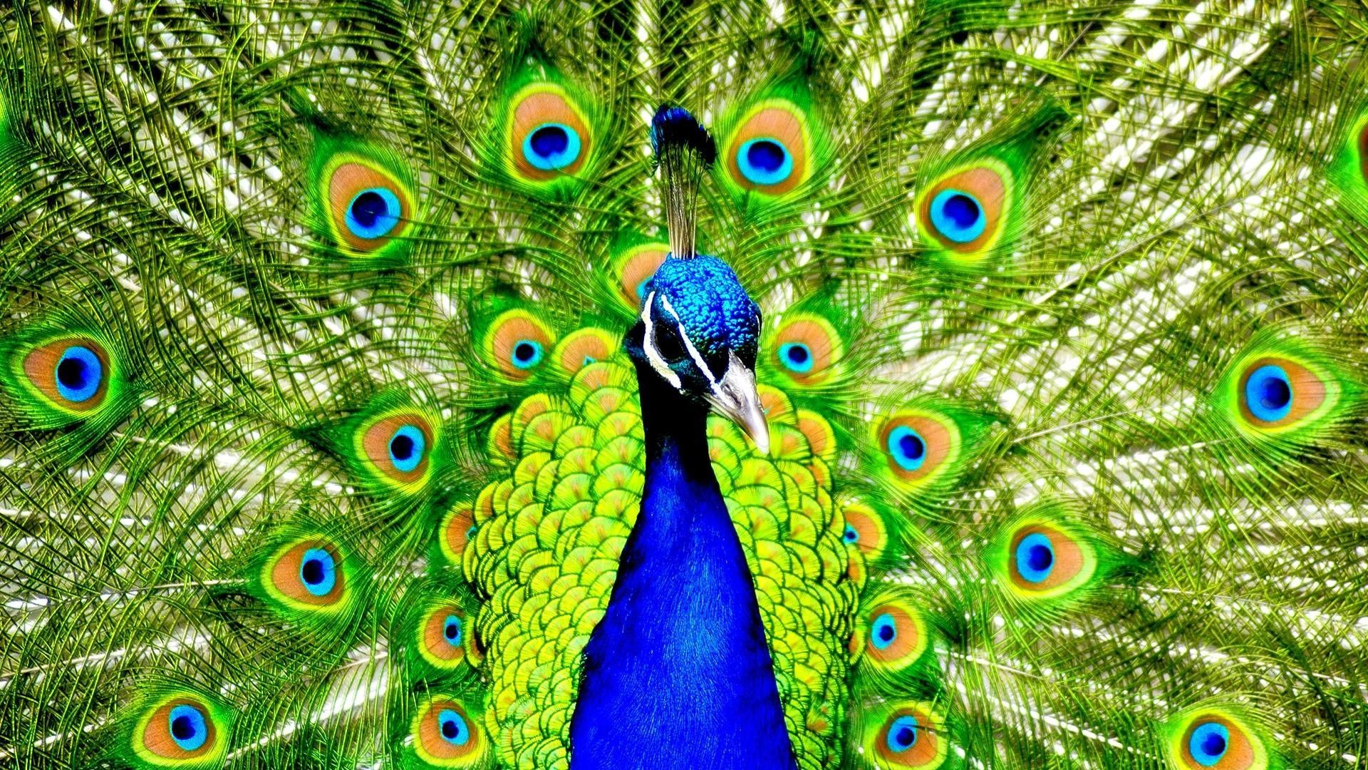 peacock images hd