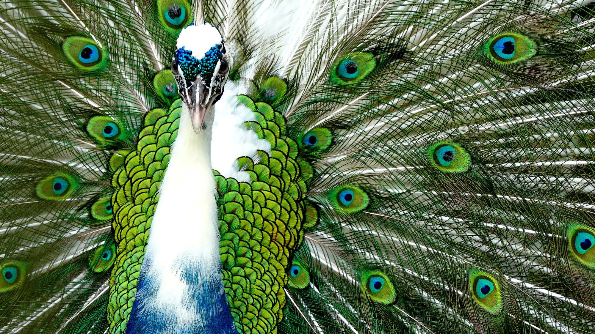 picture of peacock