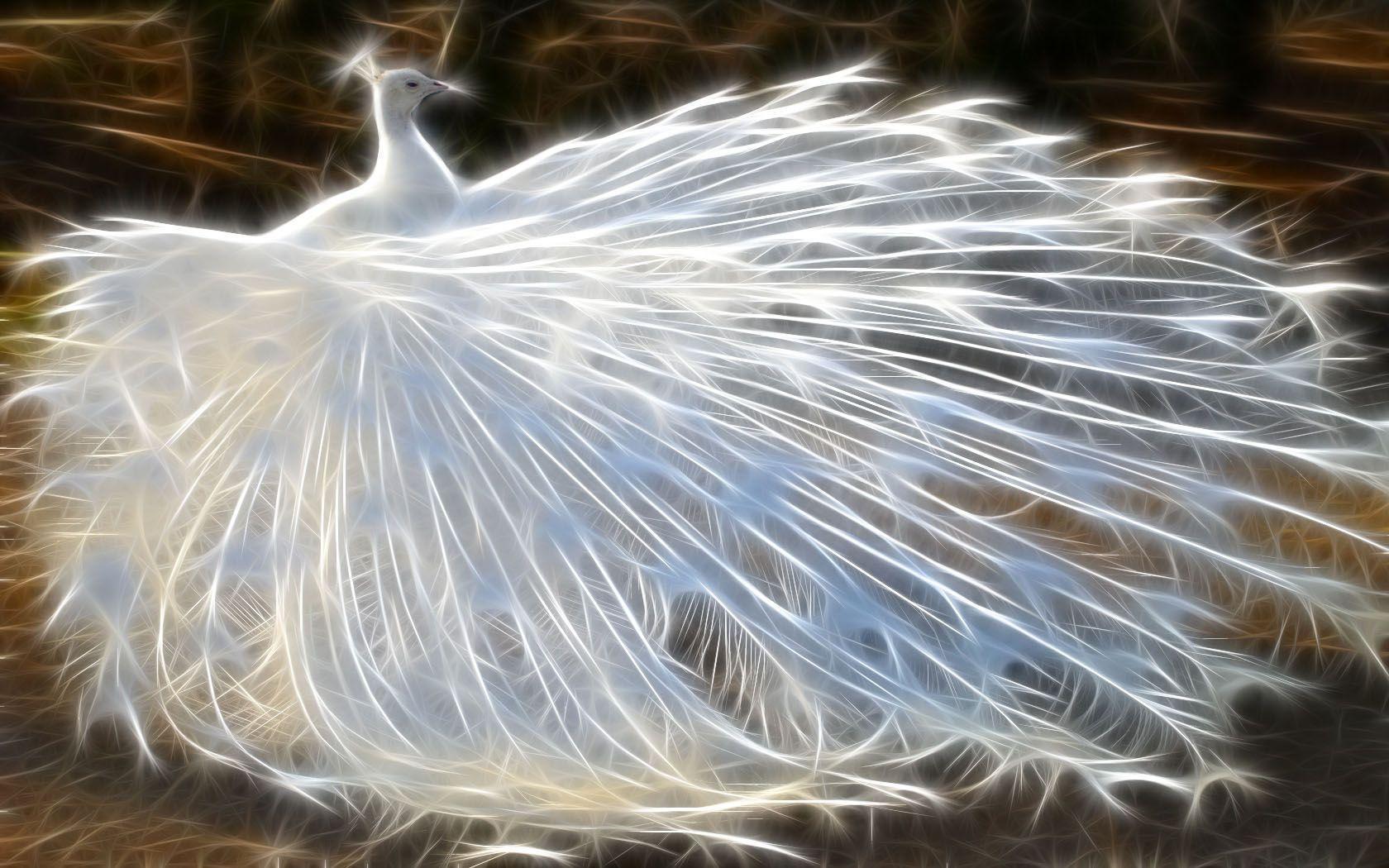 image of peacock