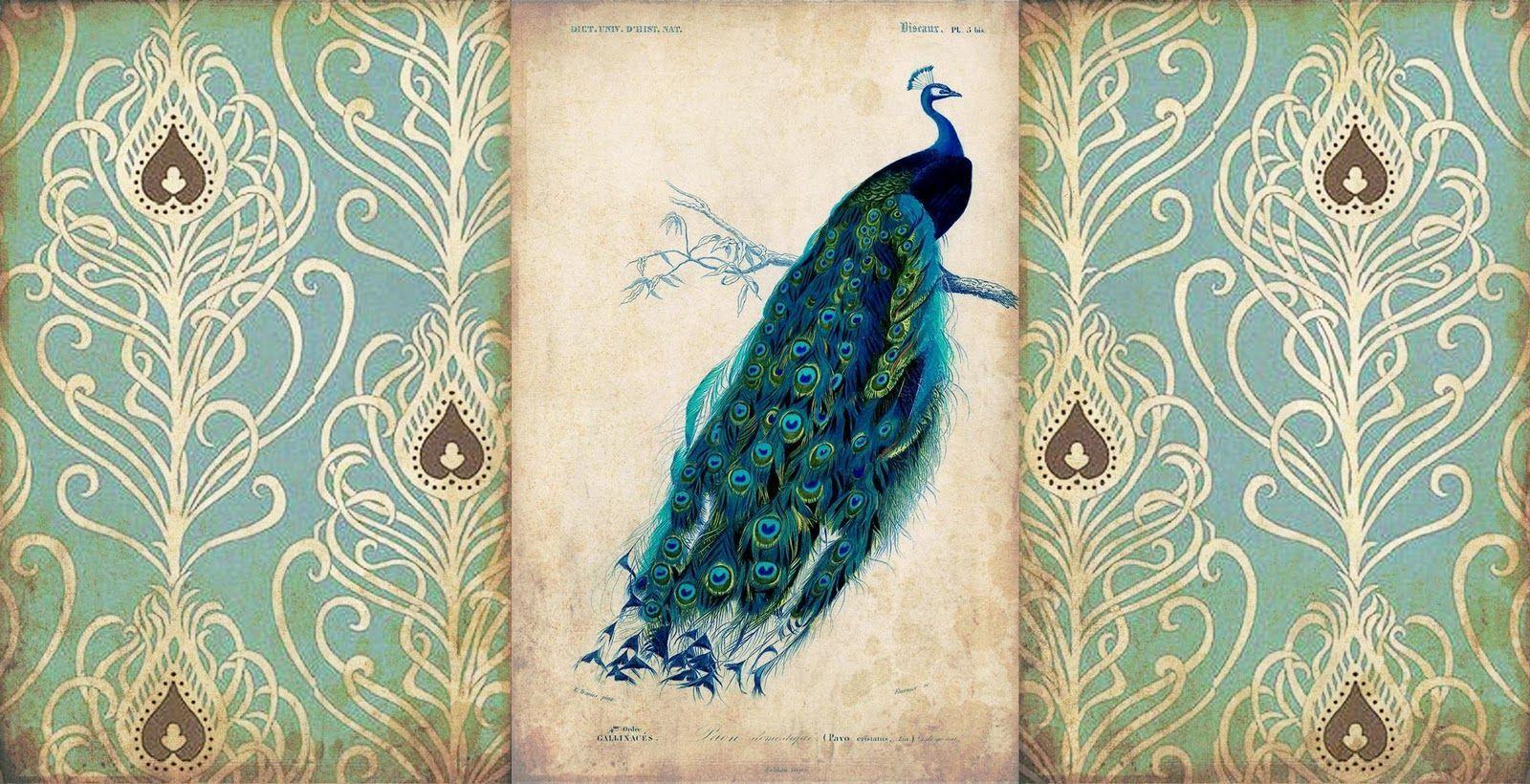 peacock images free download