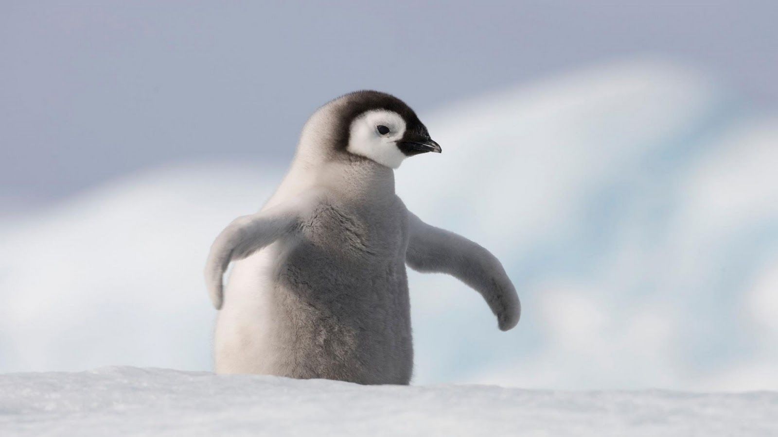 penguin desktop background