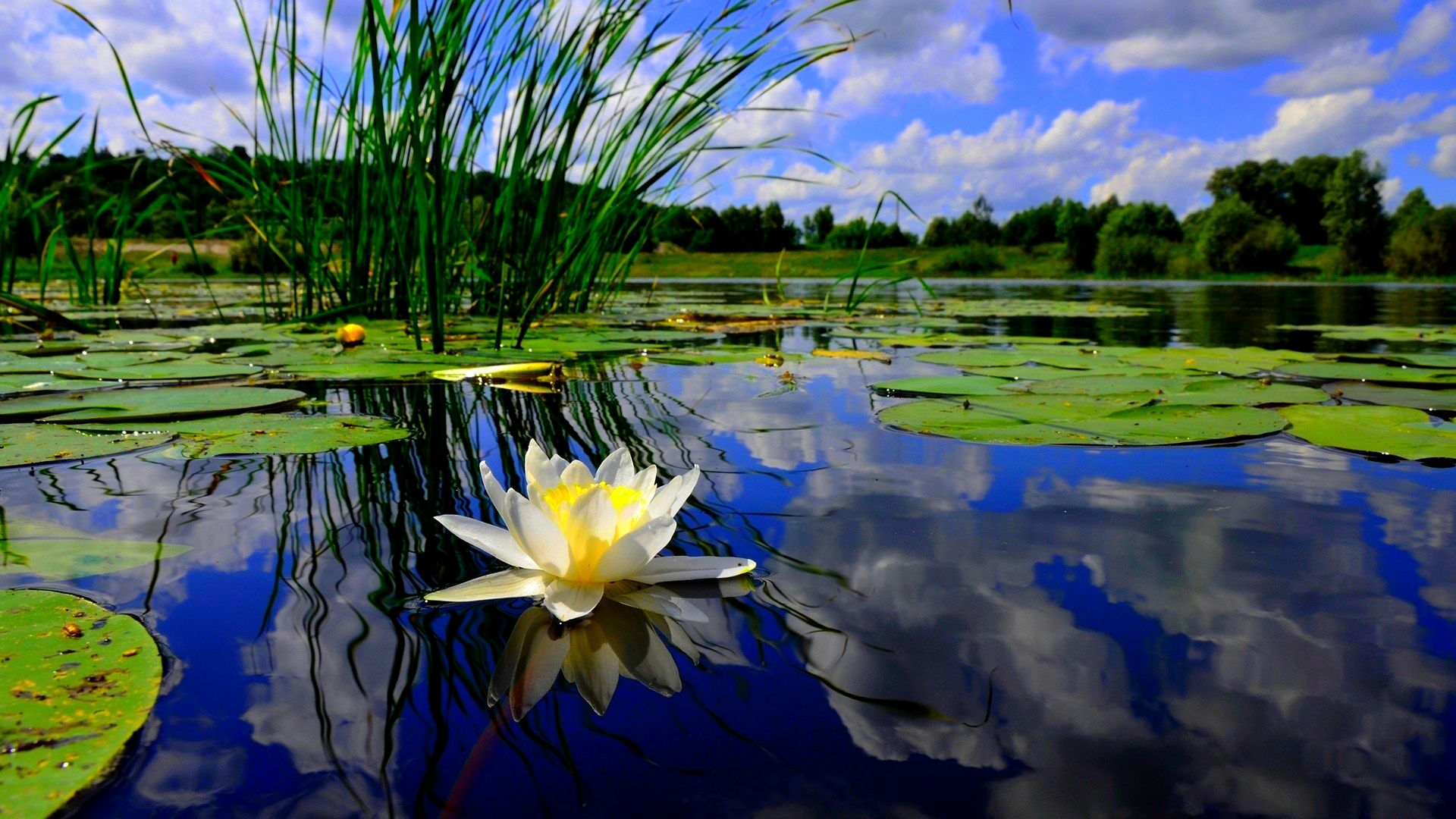 pond backgrounds wallpapers