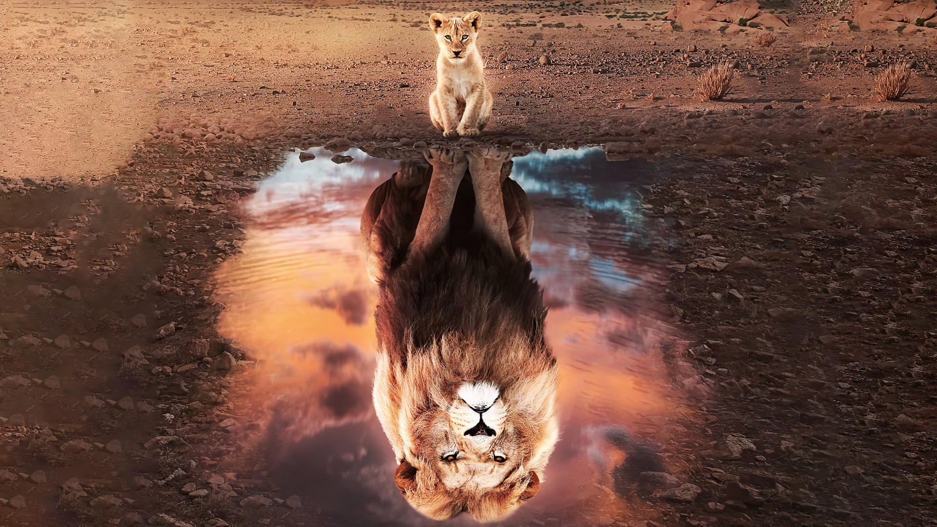 cat tiger reflection wallpaper