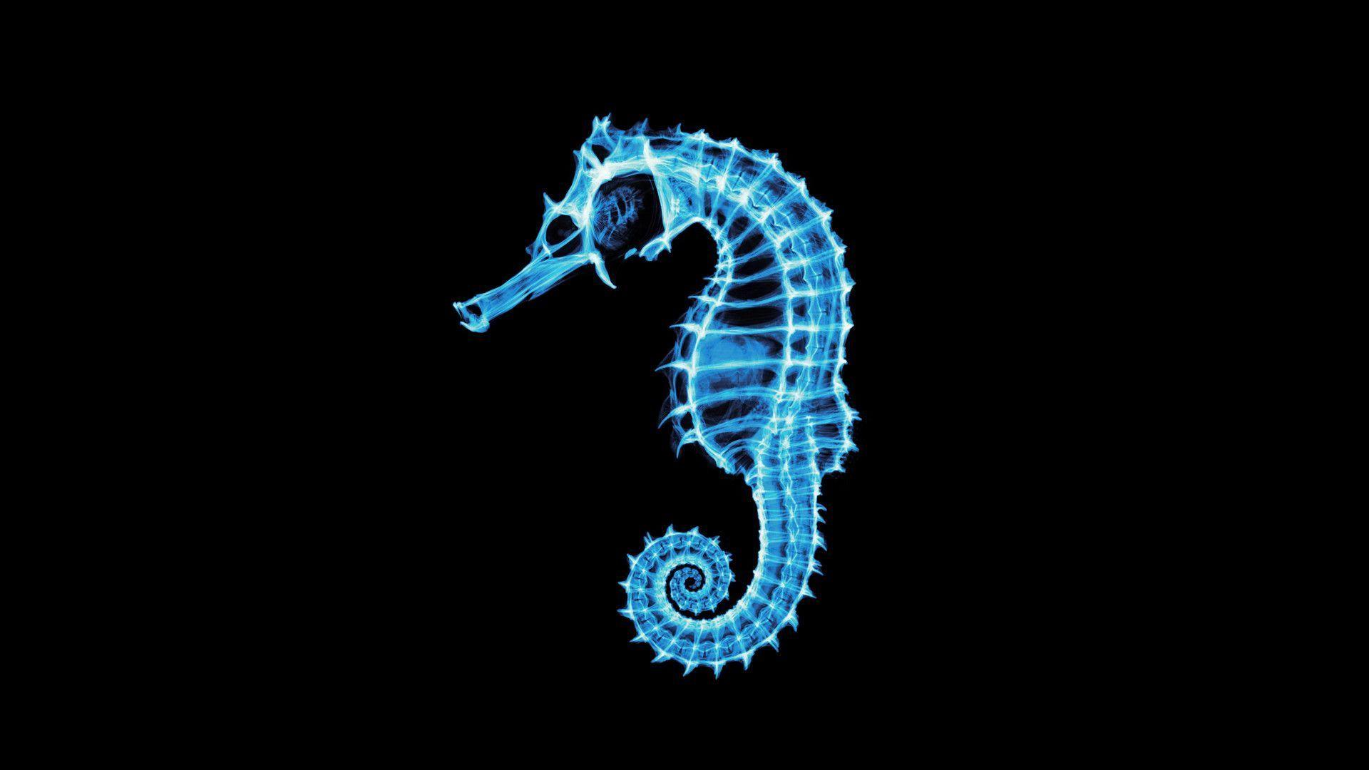 seahorse images