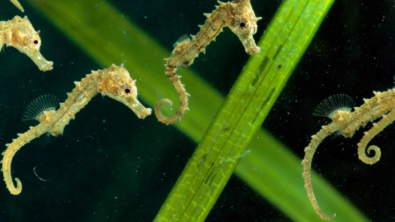 pictures of seahorses