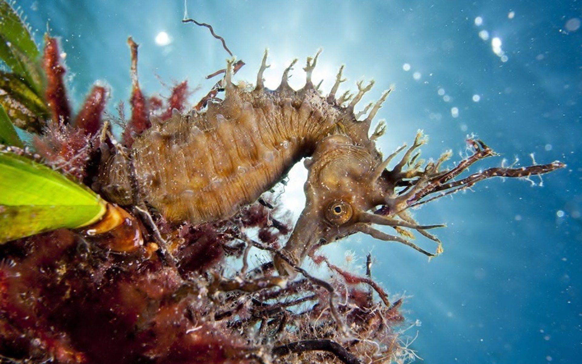 seahorse images free