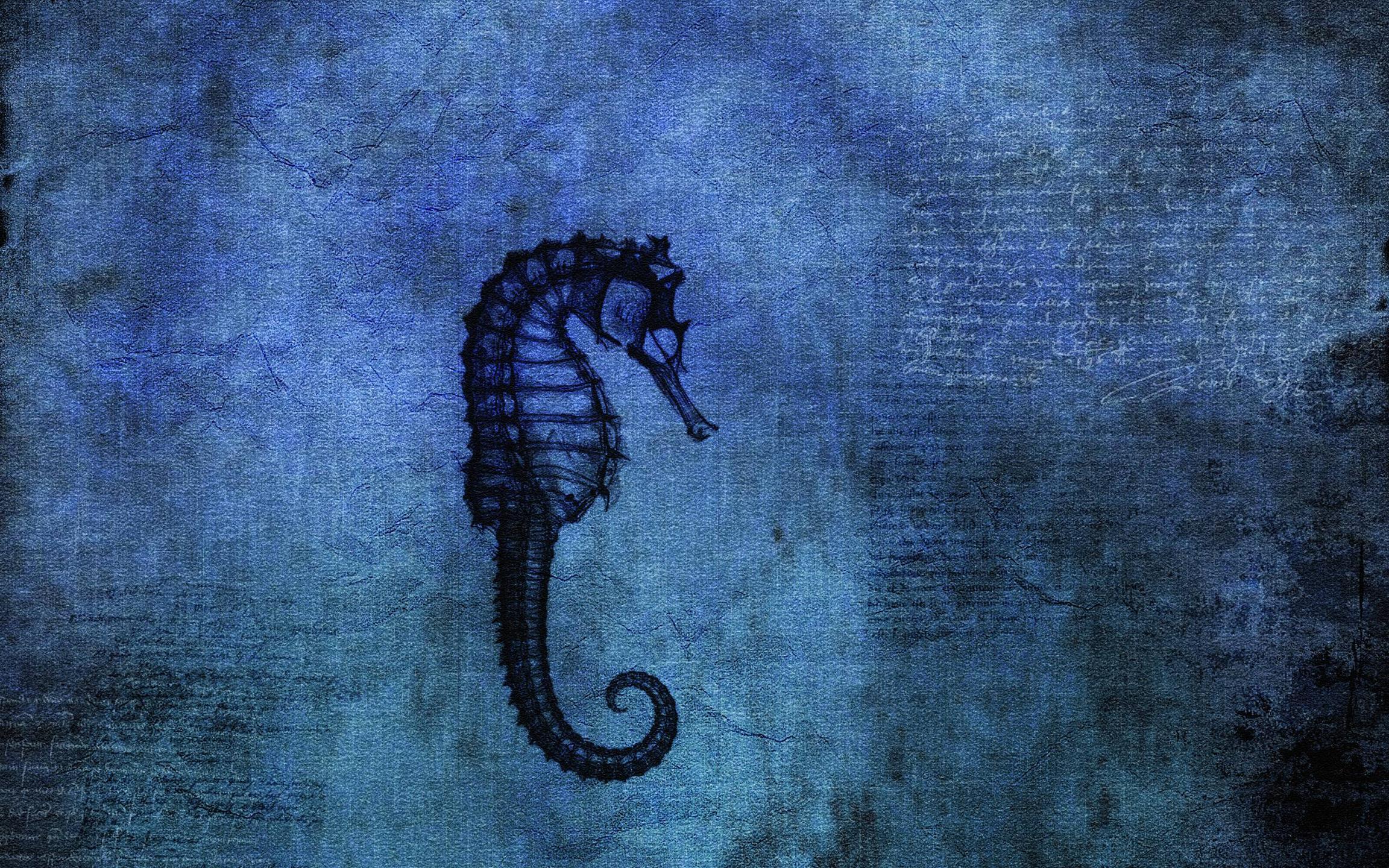 pictures of seahorse