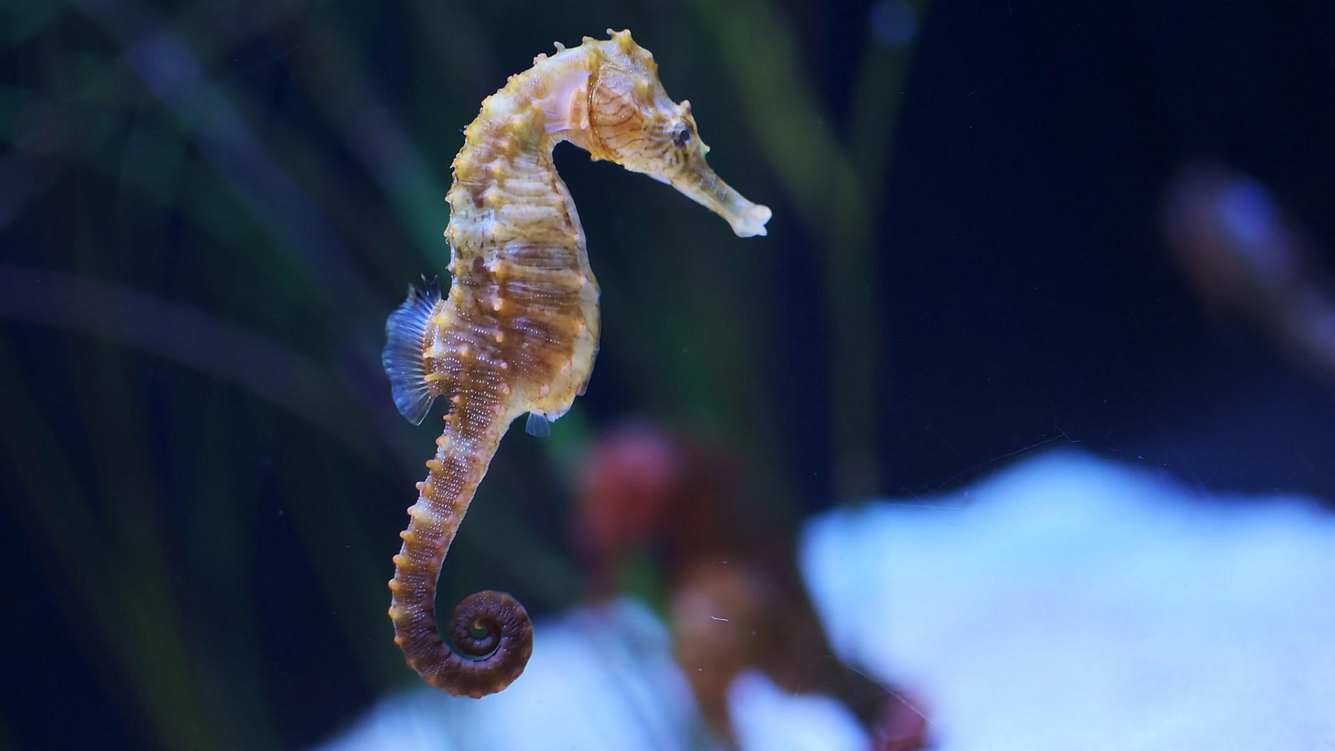 images of seahorses