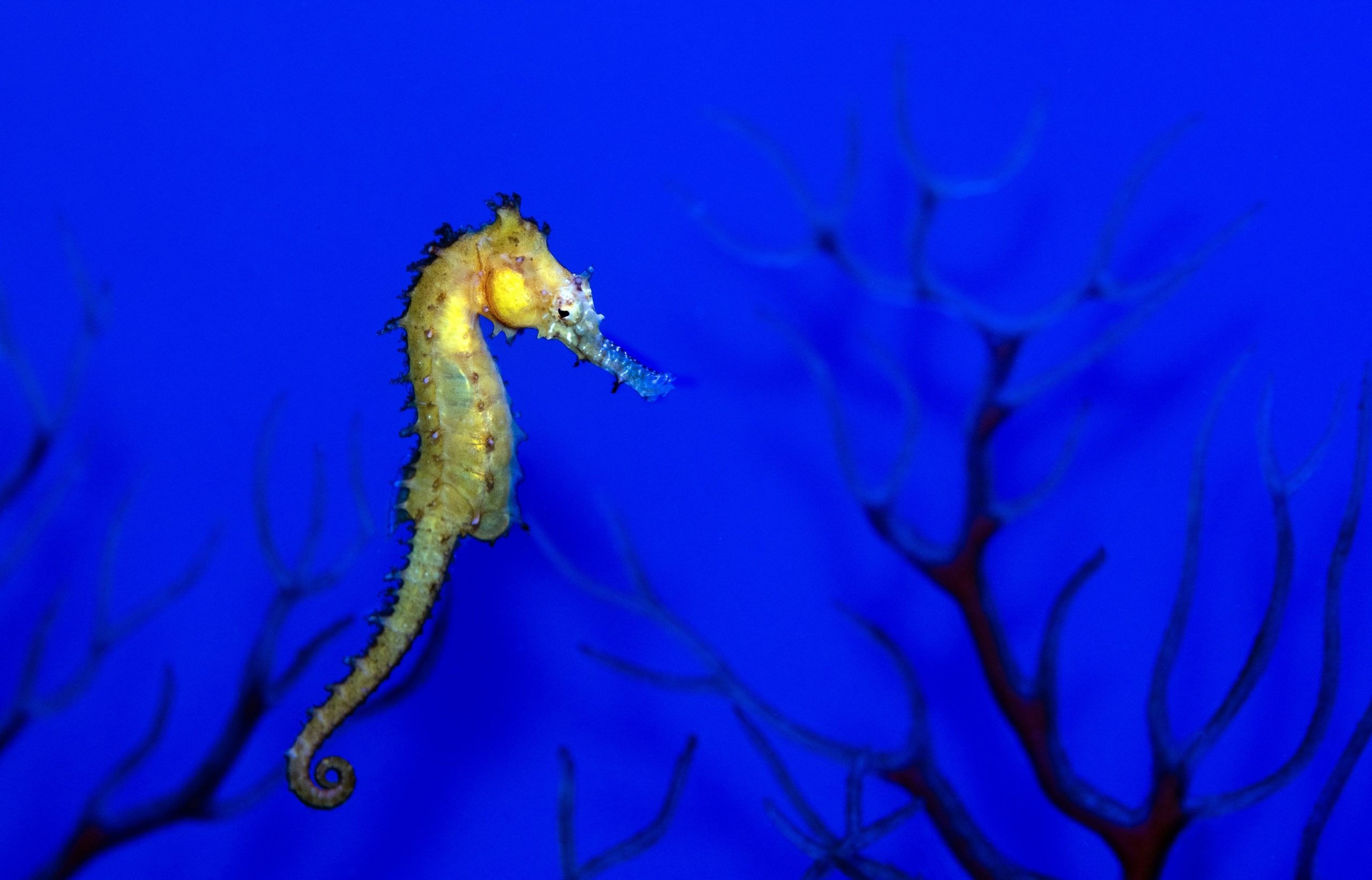 seahorses images free