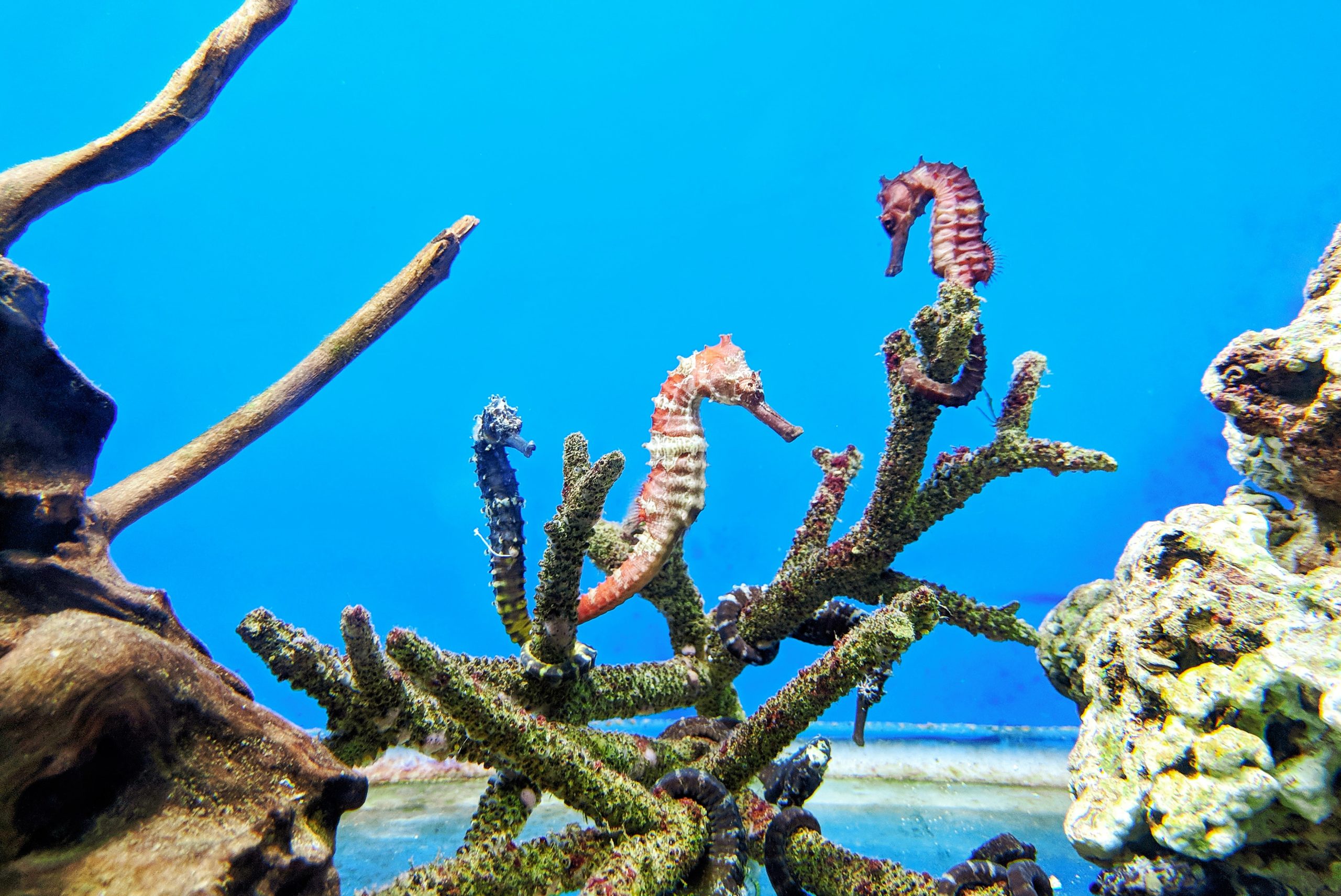 pictures of seahorses to print