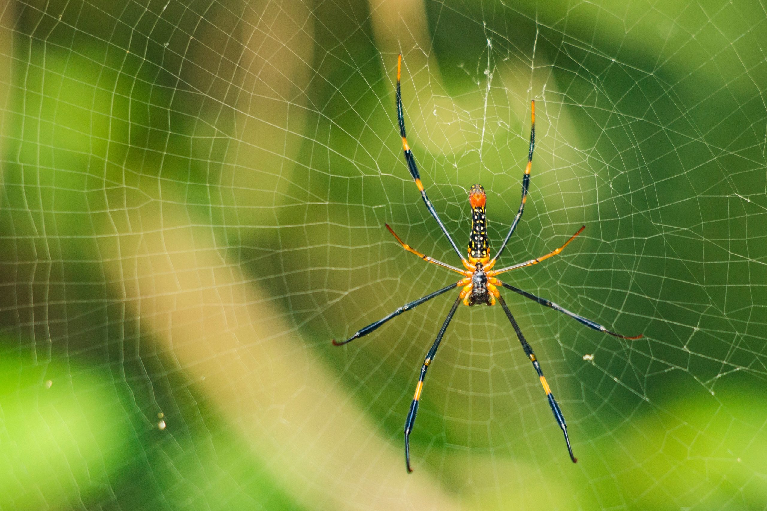 aesthetic spider web wallpaper