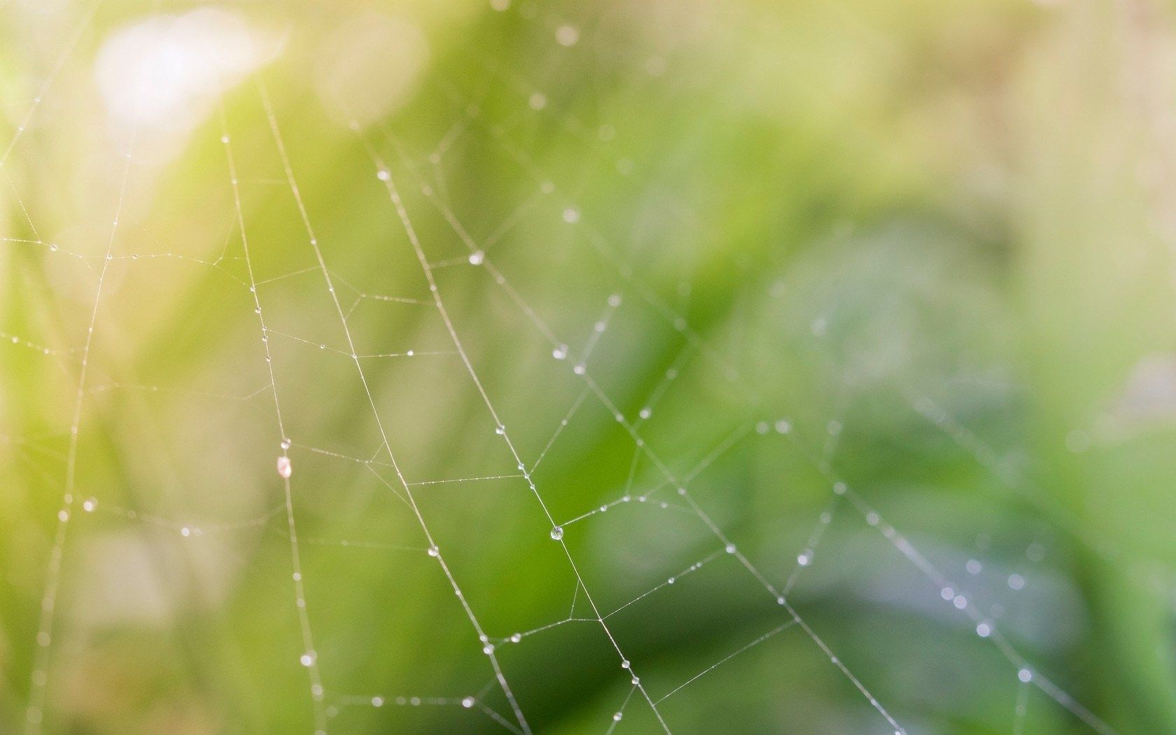 spider web desktop wallpaper