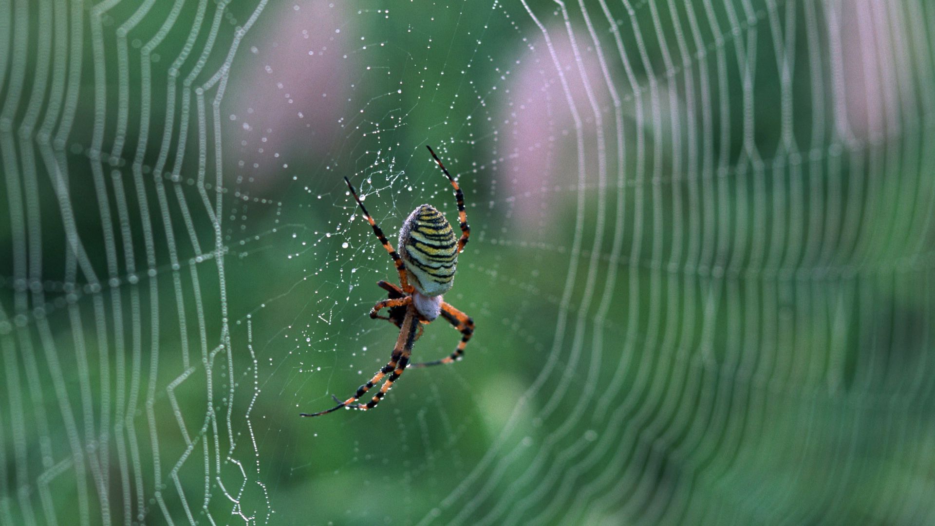 spider web wallpaper gif