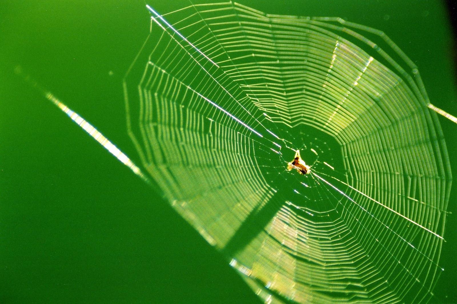 best spider web wallpaper