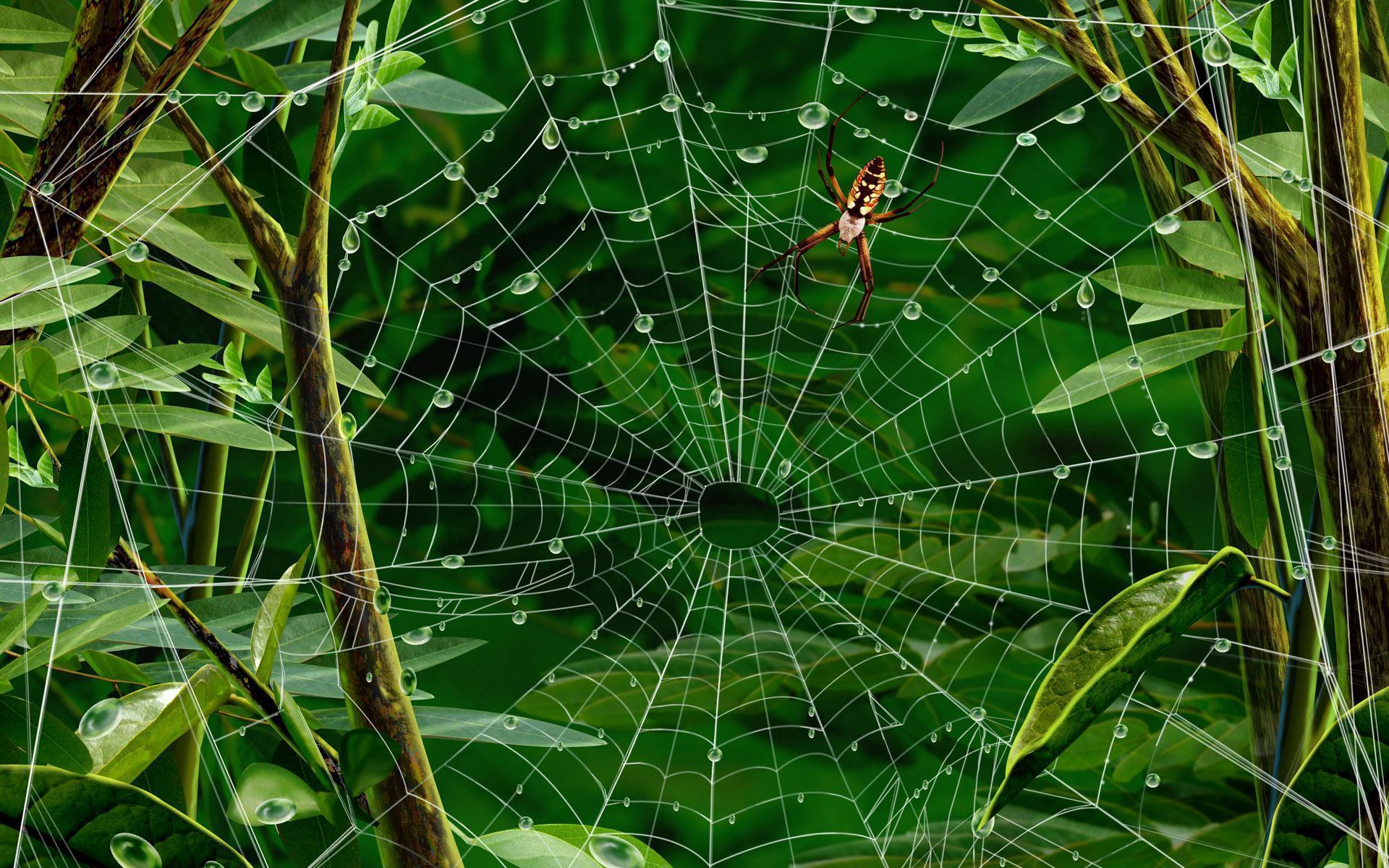 spider web wallpaper nigeria