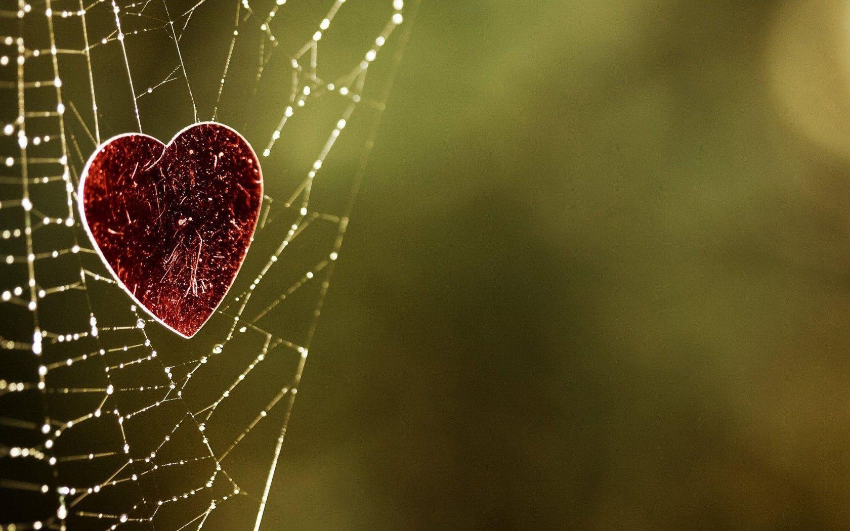 spider web heart wallpaper