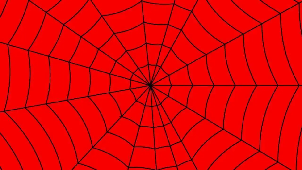 spider web wallpaper phone screen